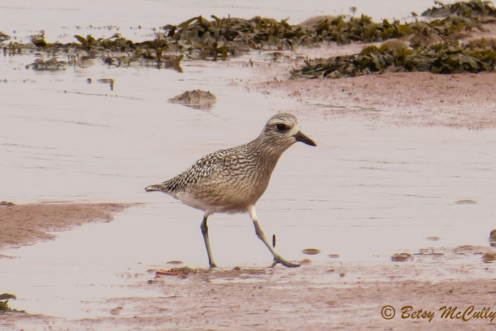 photo of Black-bellied Plover