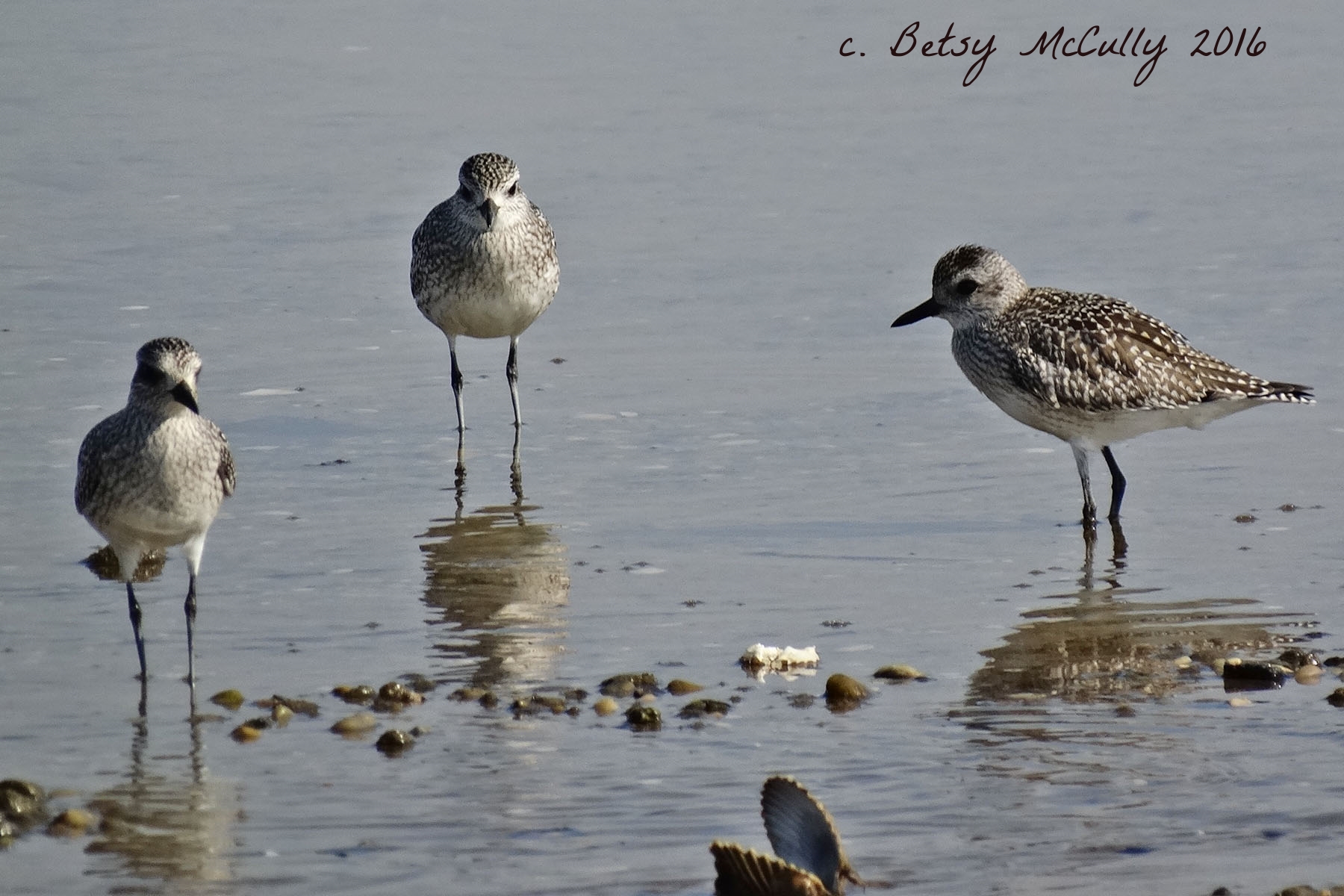 photo of black-bellied plovers