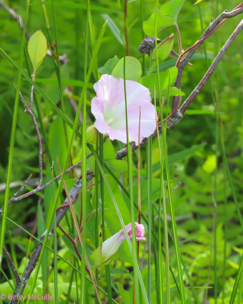 New York Wildflower Gallery New York Nature