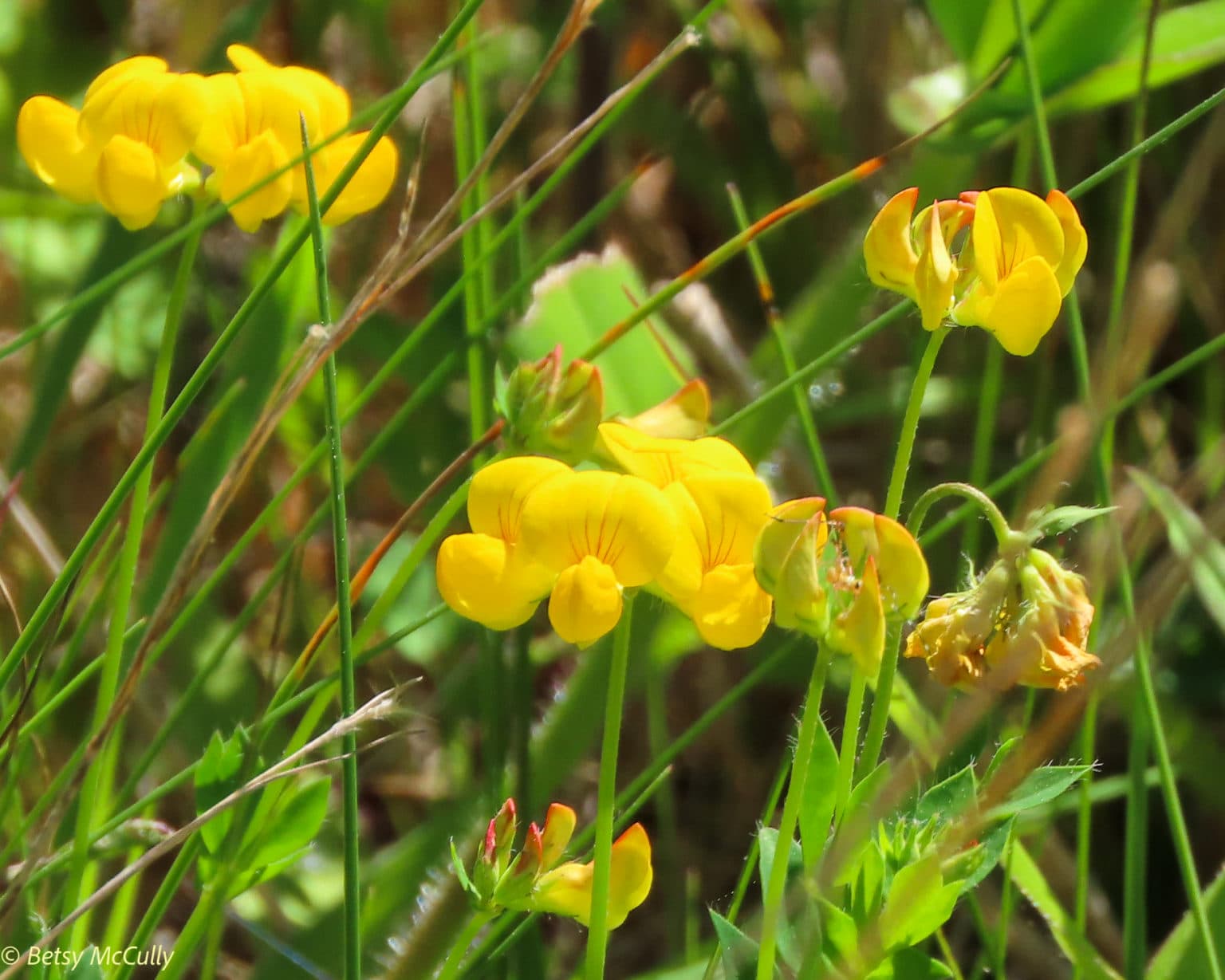 New York Wildflower Gallery New York Nature