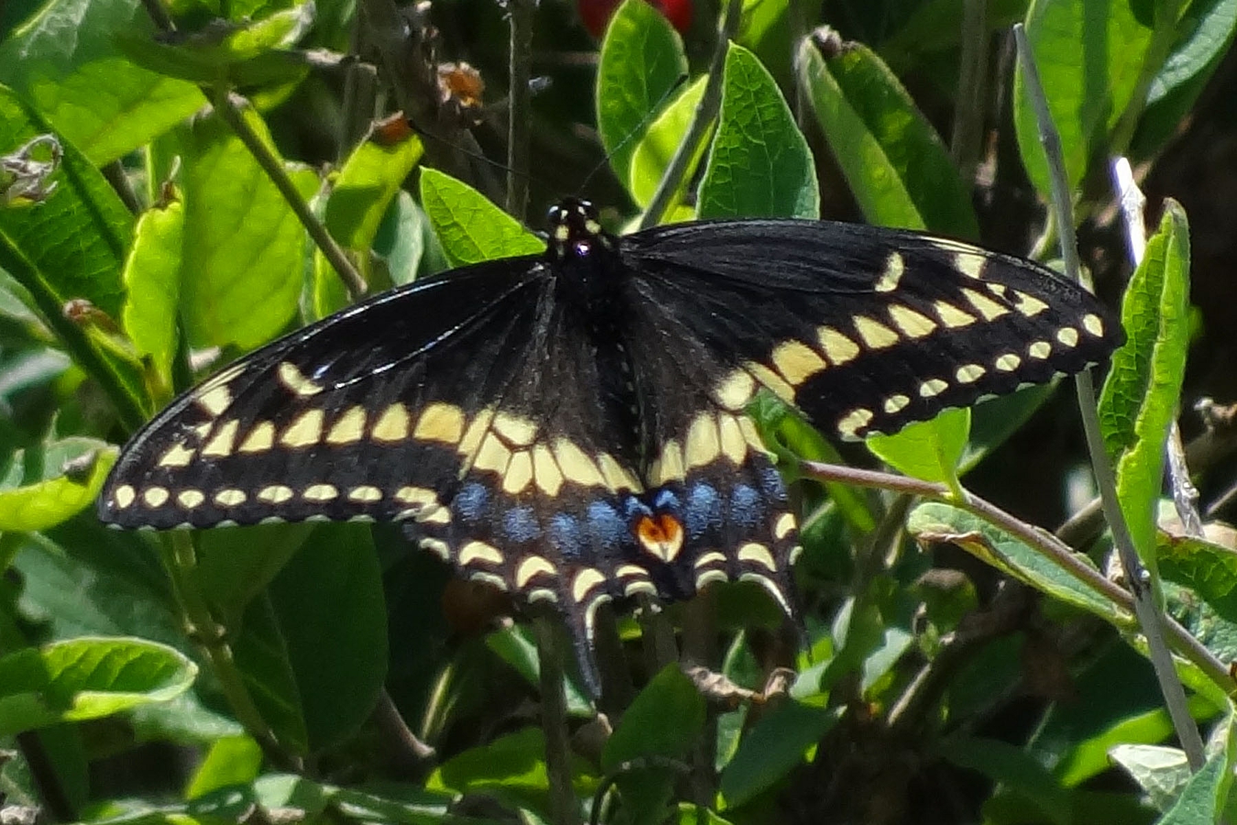 photo of Black Swallowtail male