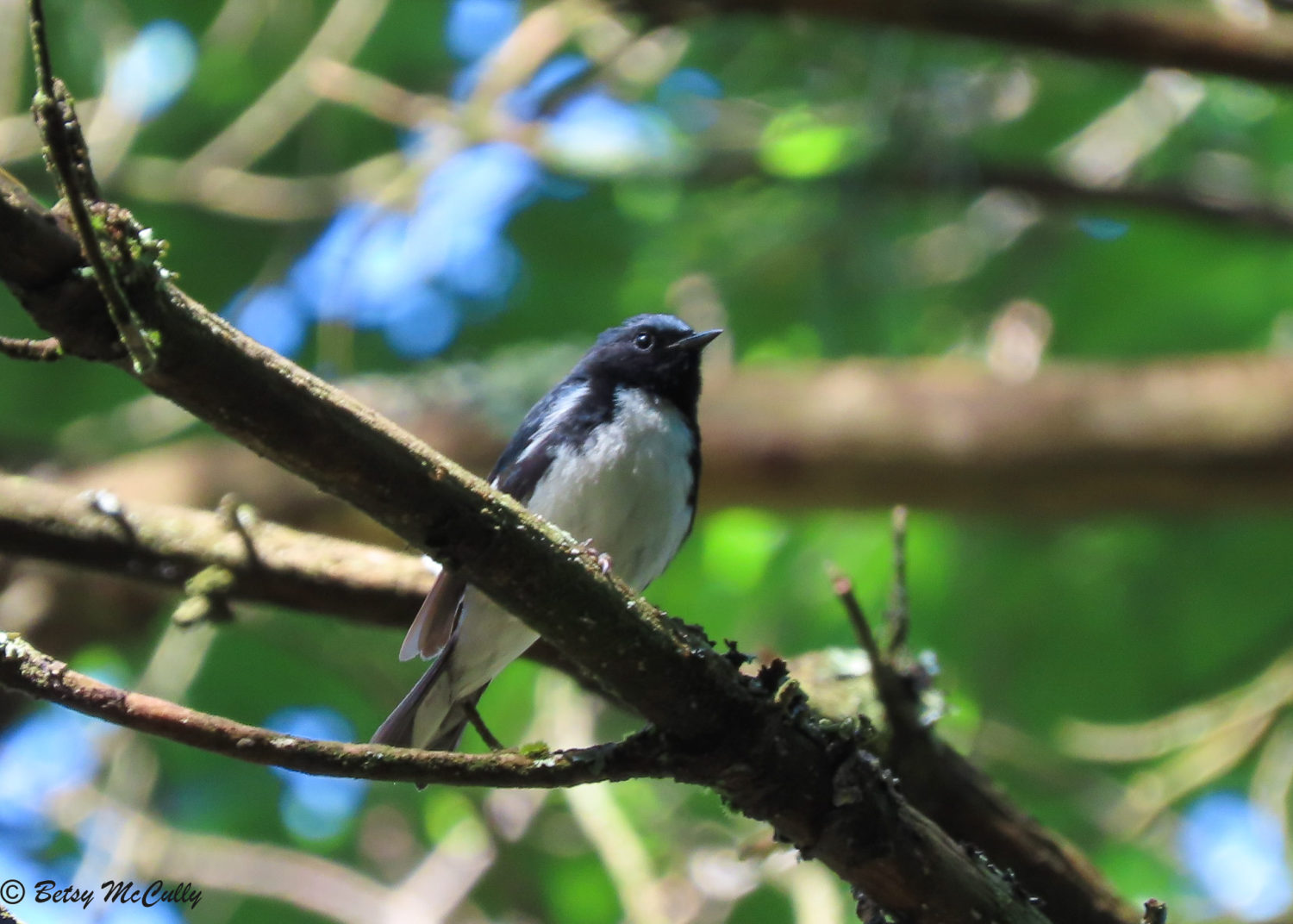 photo of Black-throated Blue Warbler