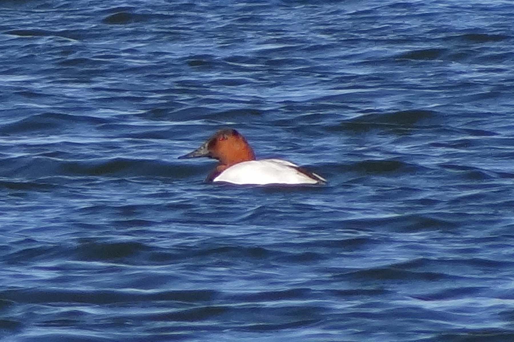 Photo of Canvasback duck
