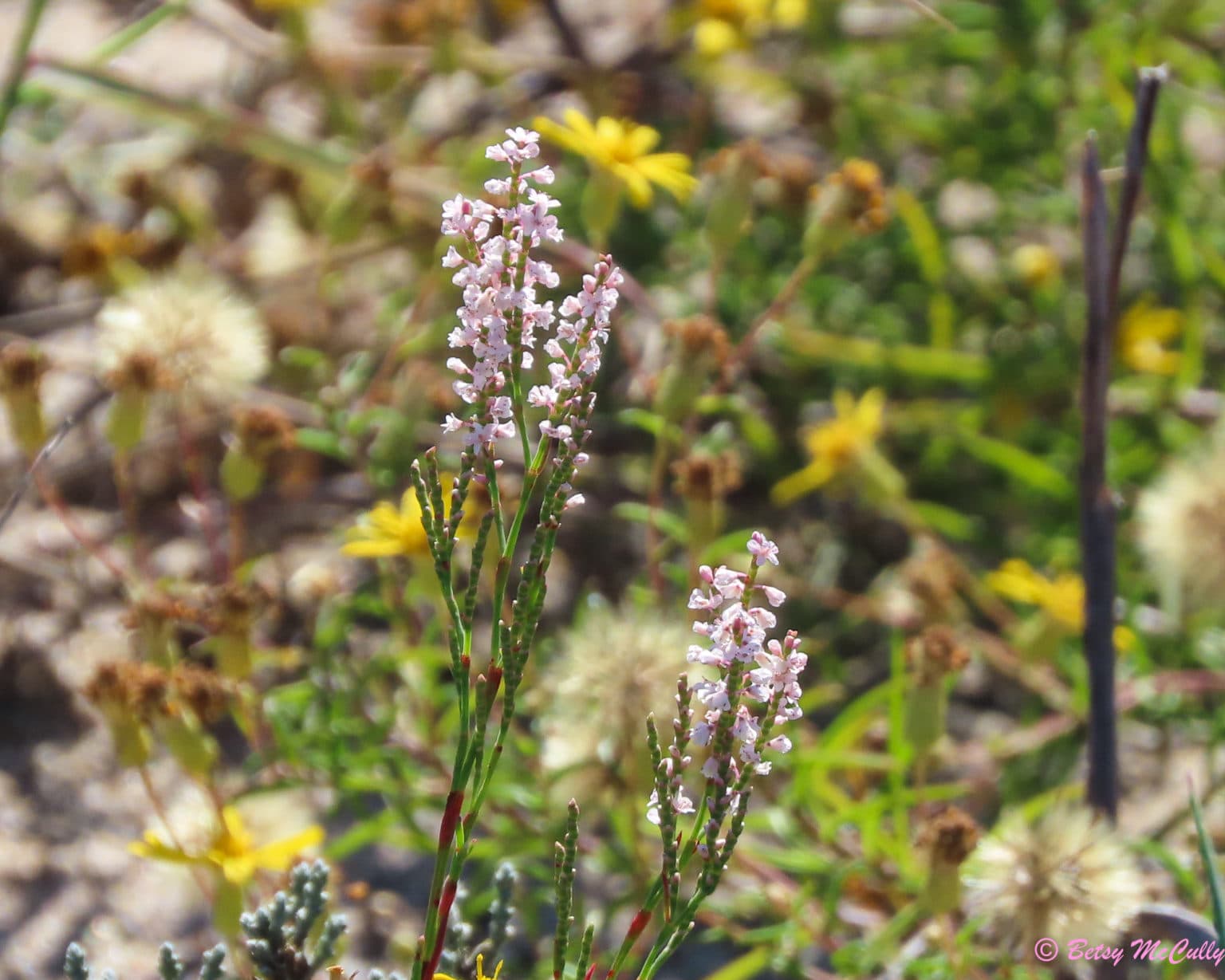 New York Wildflower Gallery New York Nature