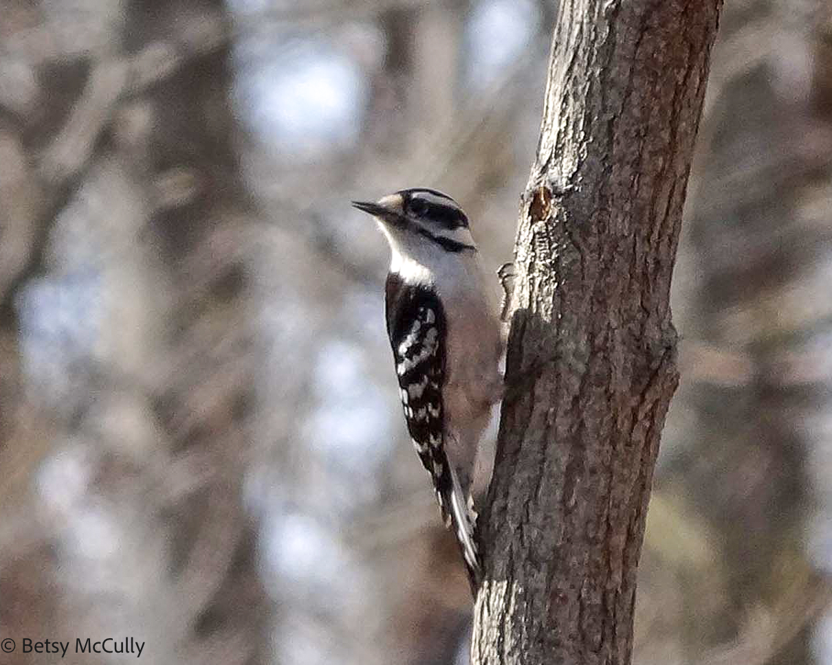 photo of female Downy Woodpecker