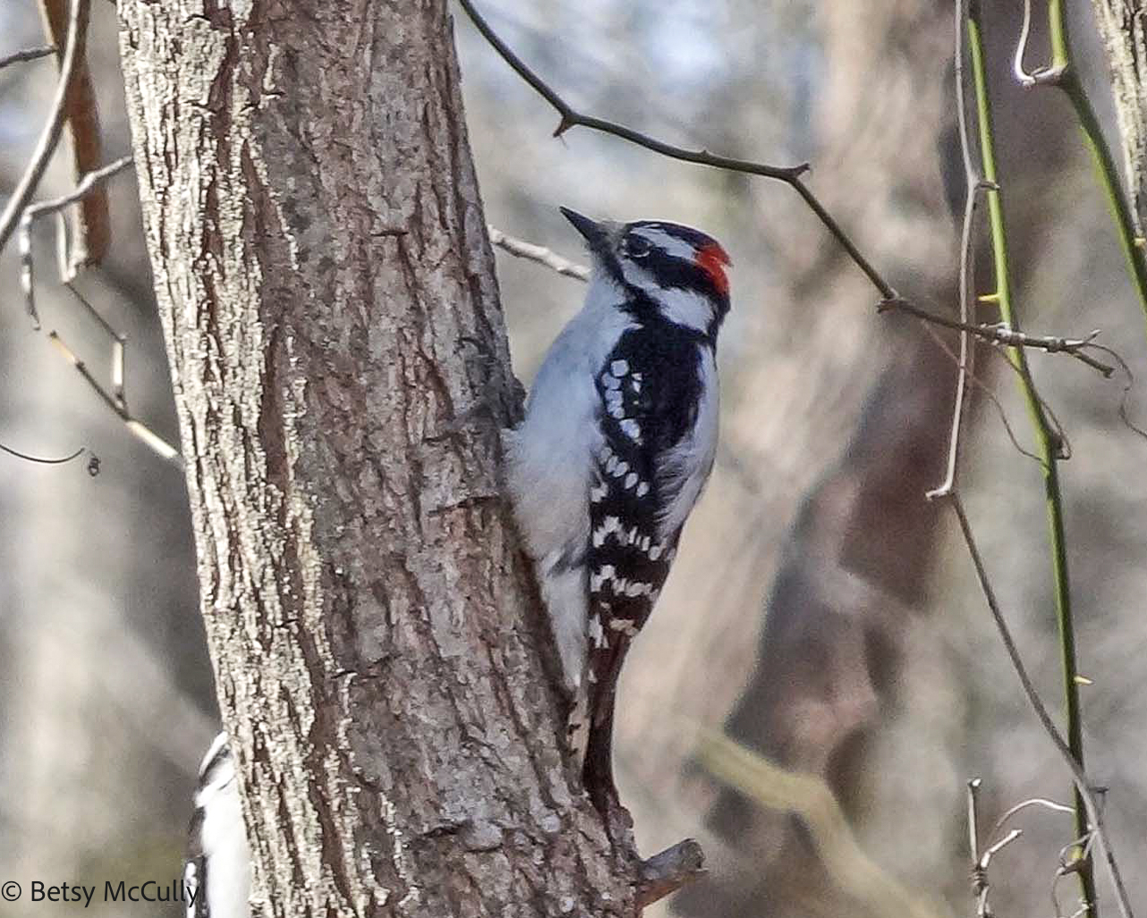 photo of male Downy Woodpecker
