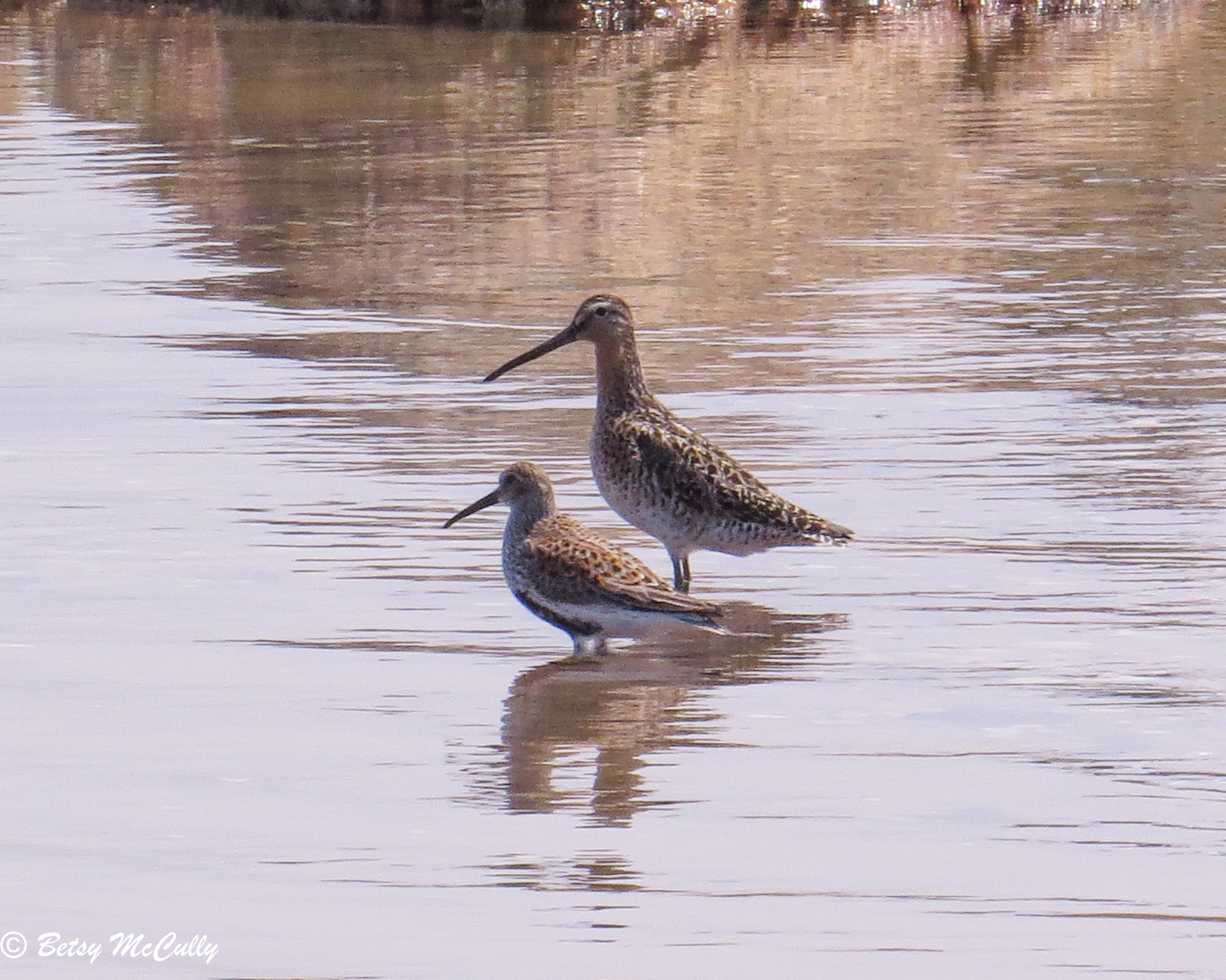 photo of Dunlin and Willet