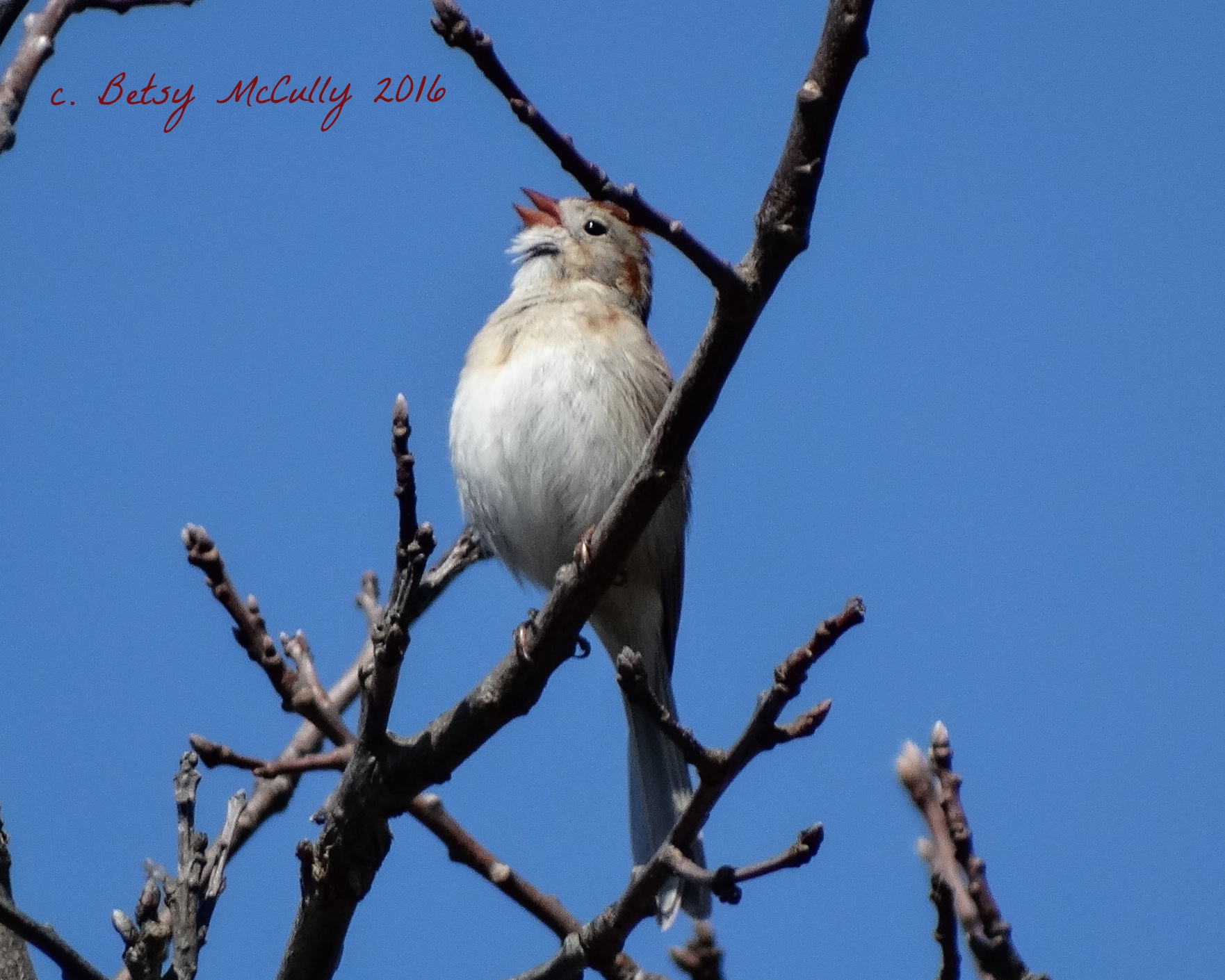 photo of Field Sparrow