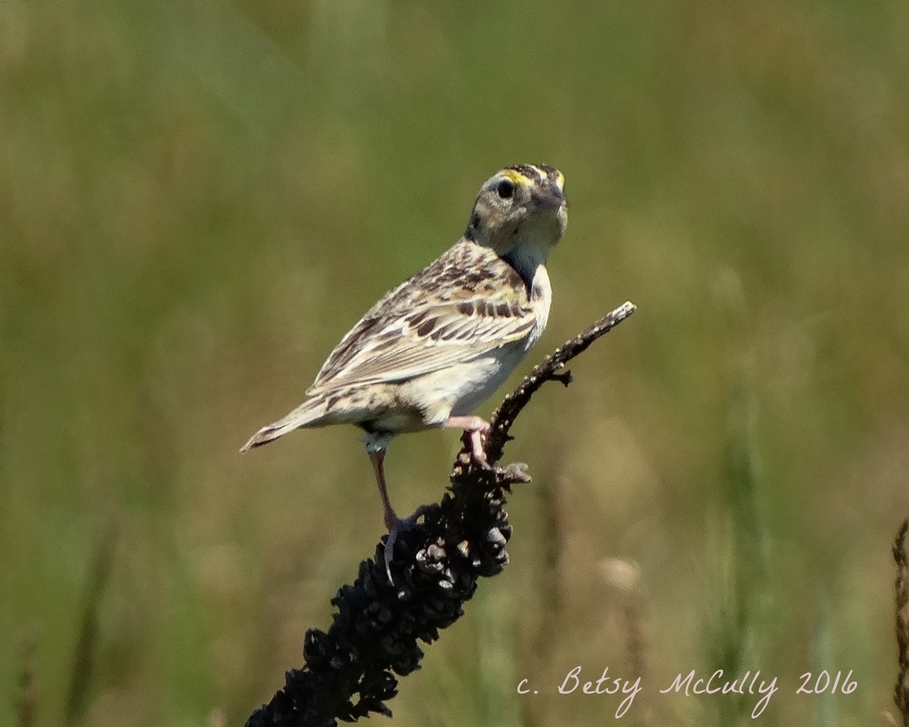 photo of Grasshopper Sparrow