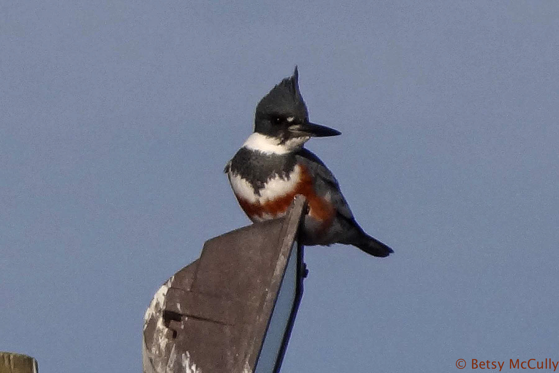 photo of Belted Kingfisher