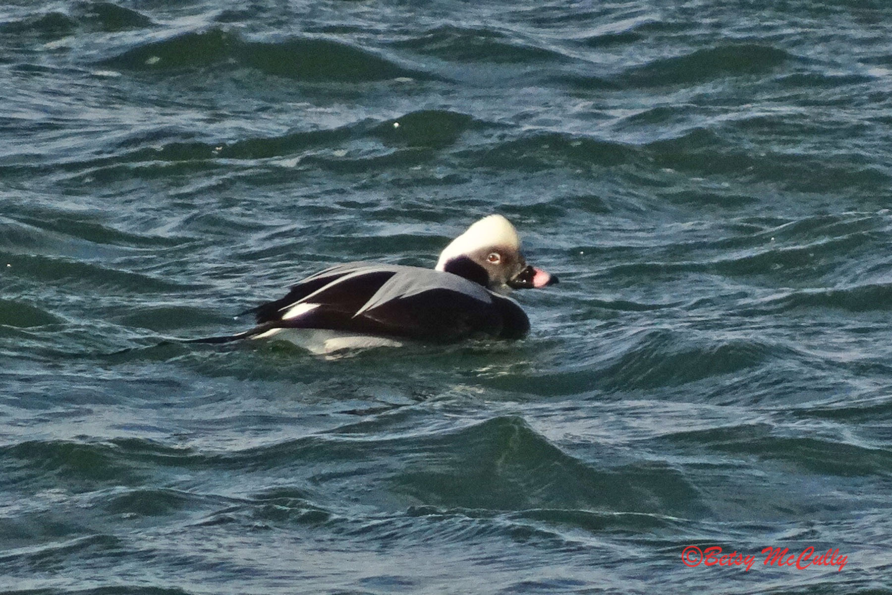 photo of Long-tailed Duck