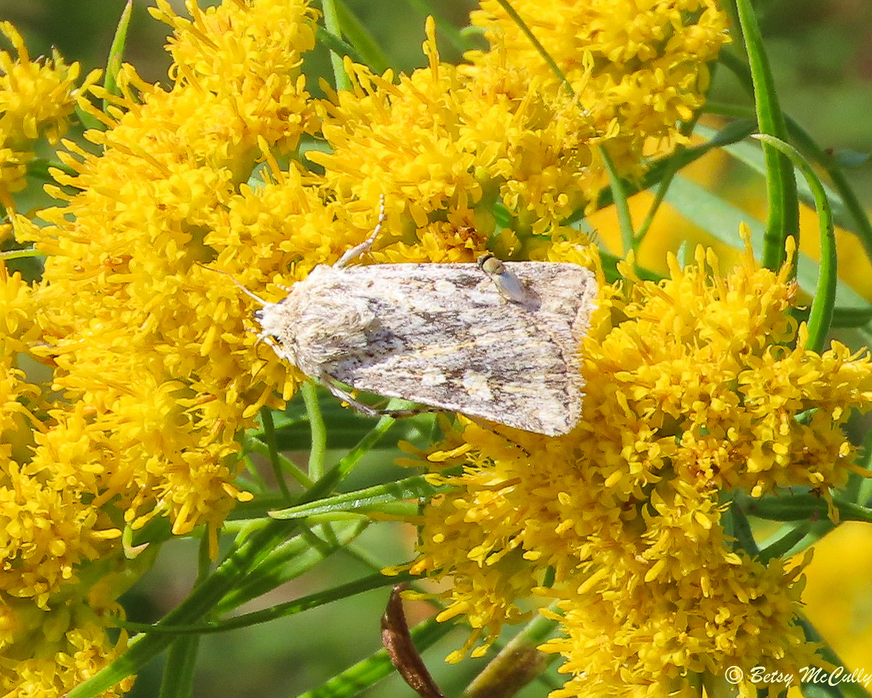 Photo of Rubbed Dart moth