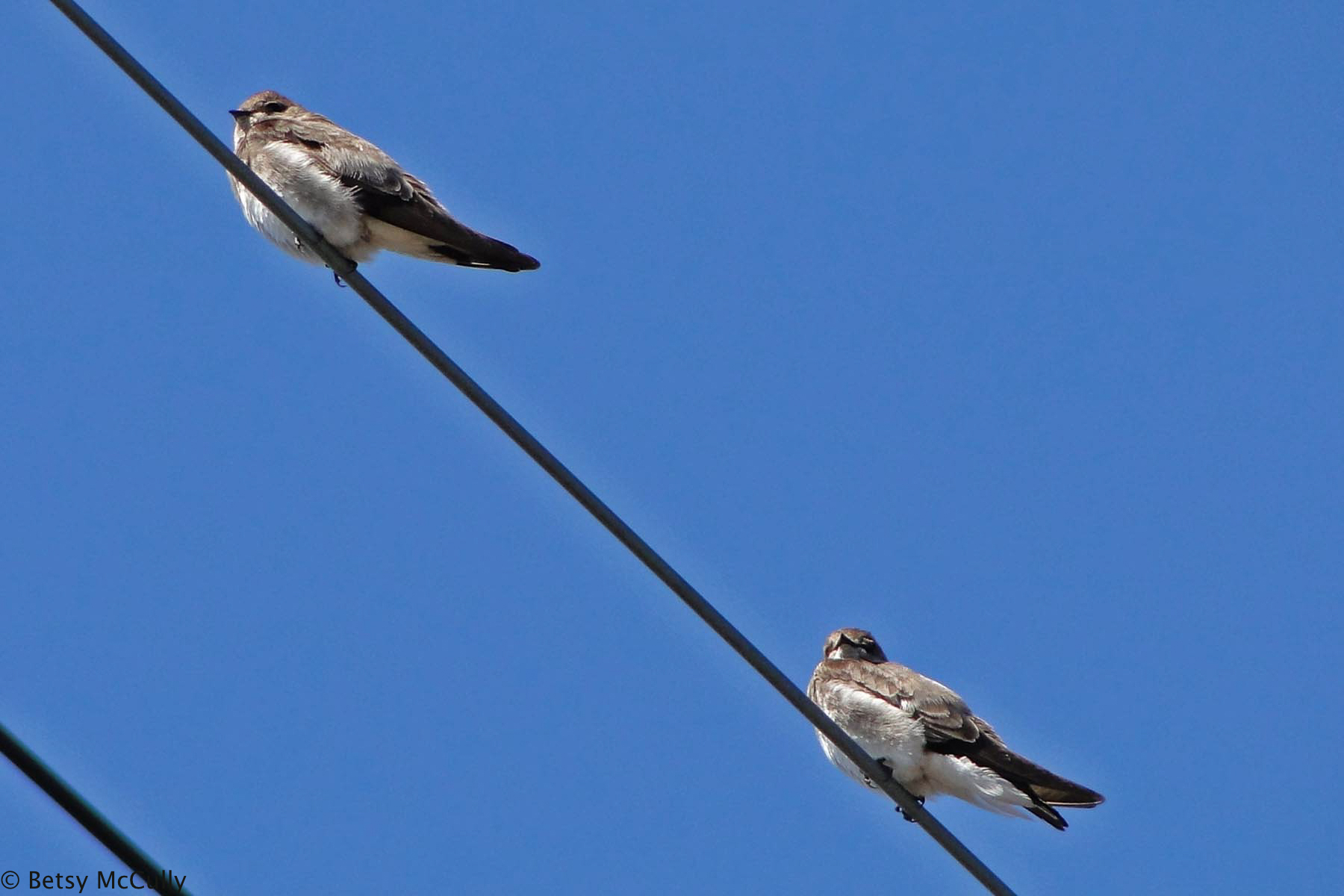 Photo of Northern Rough-winged Swallow