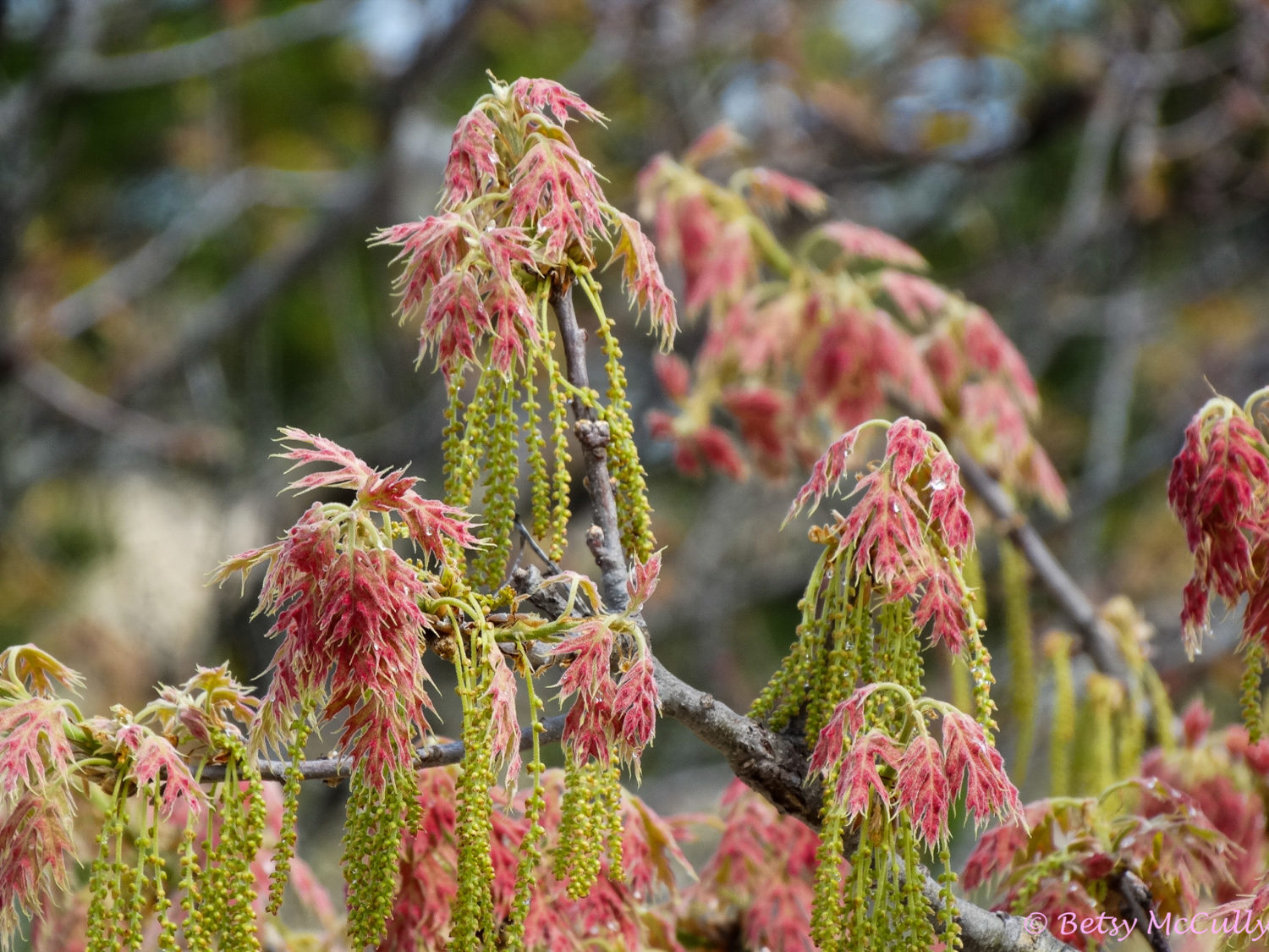 Photo of Black Oak leaves and catkins