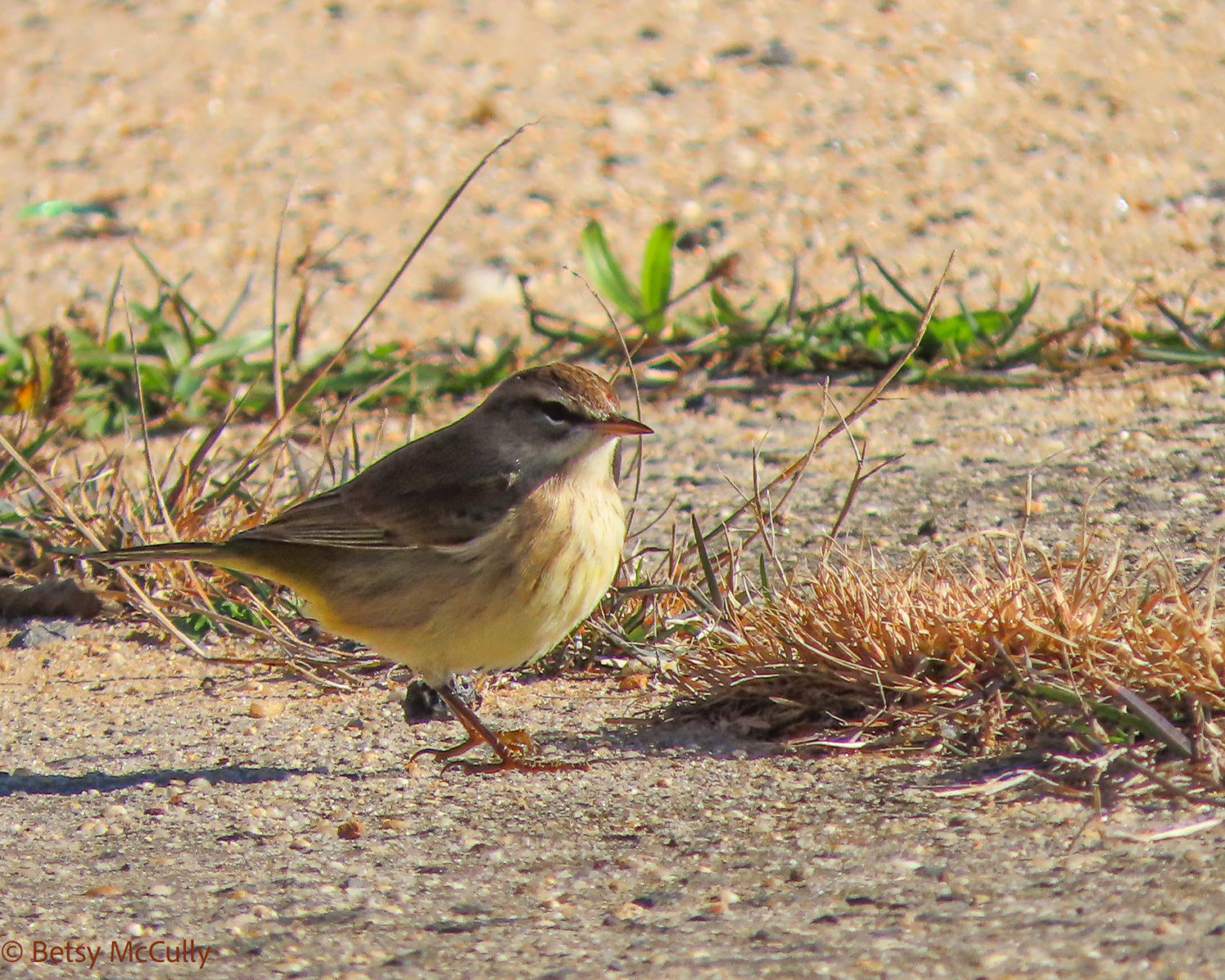photo of Palm Warbler in fall