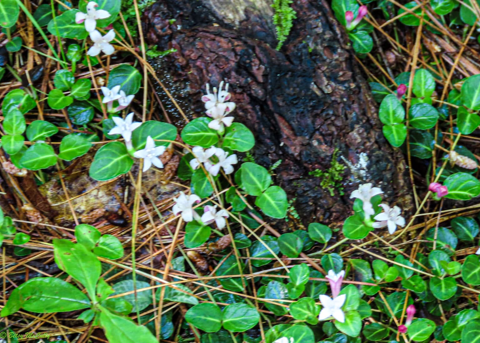 New York Wildflower Gallery New York Nature