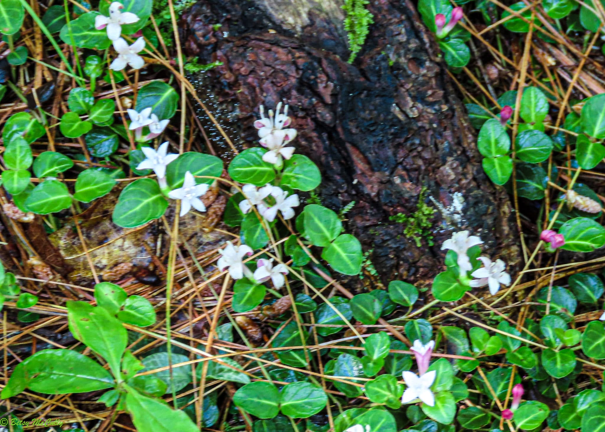 New York Wildflower Gallery New York Nature