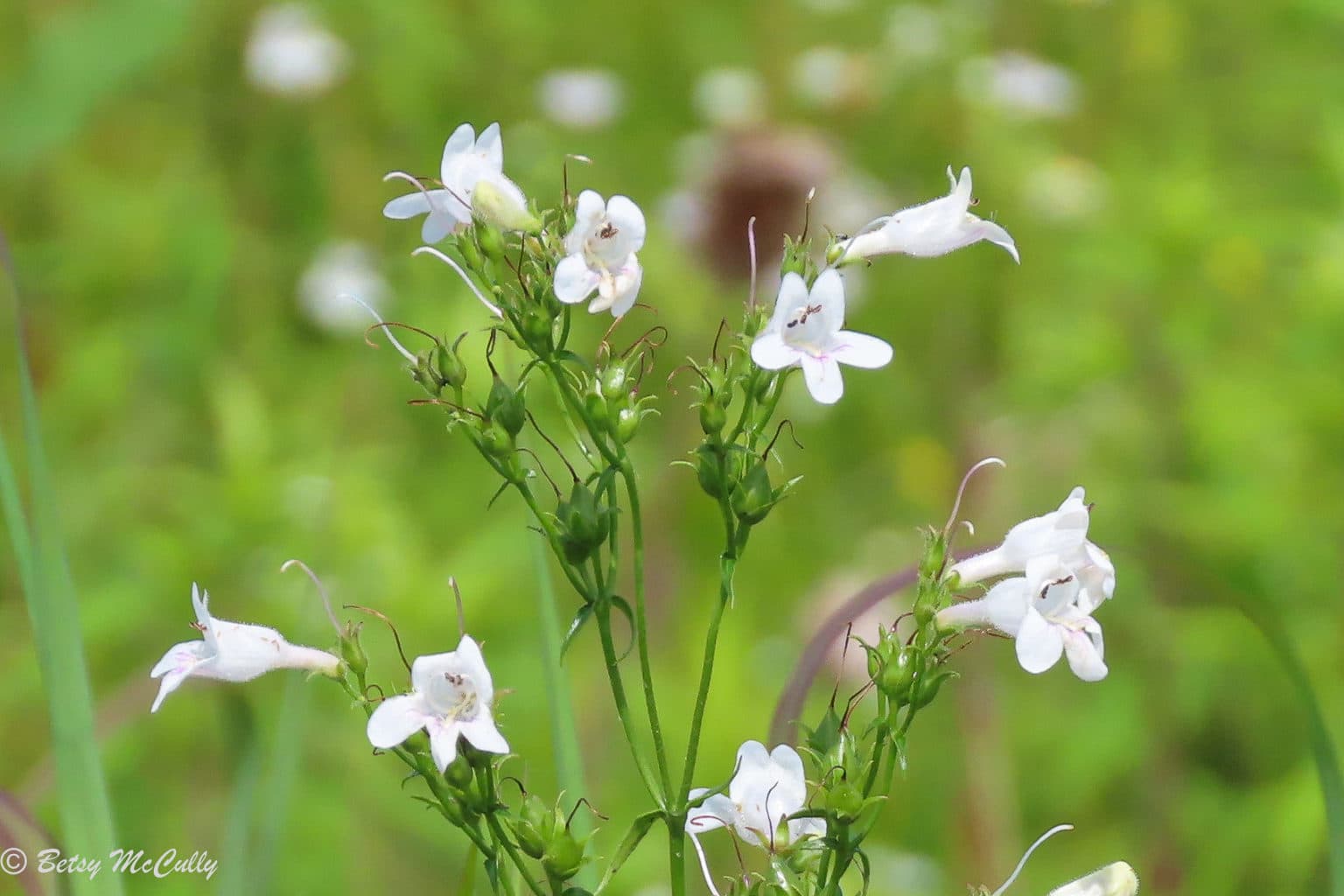 New York Wildflower Gallery New York Nature