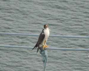 Photo of Peregrine Falcon on th Throg's Neck Bridge