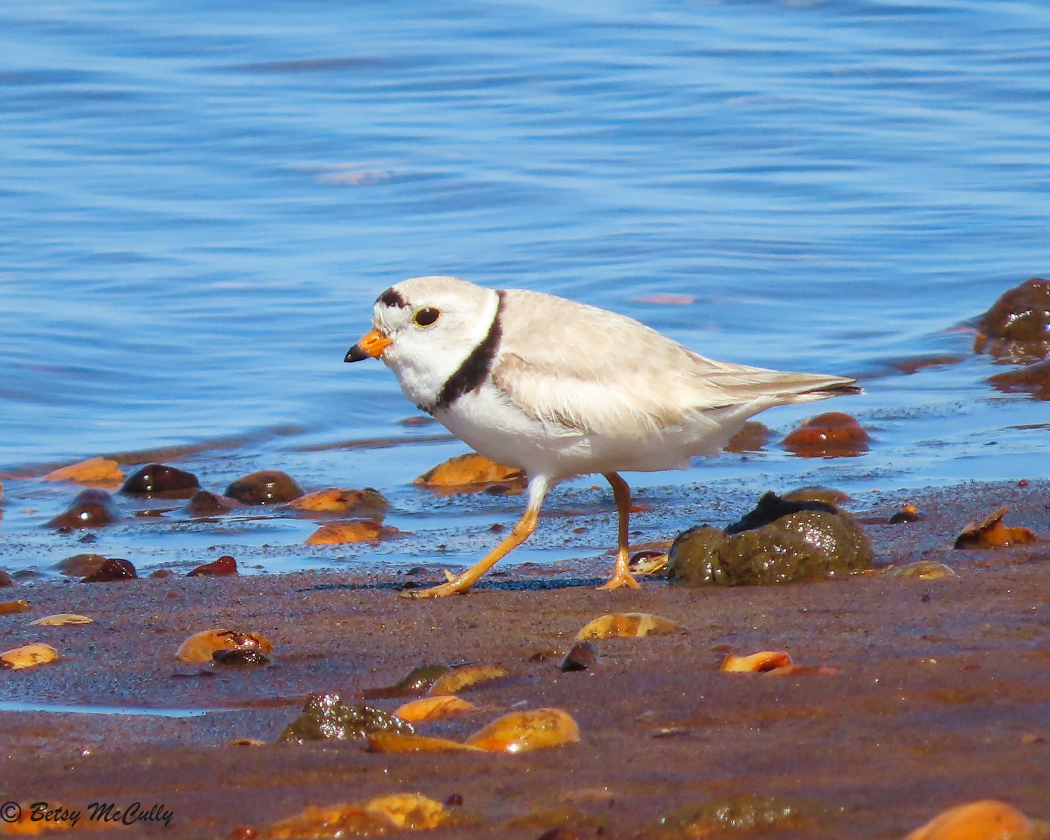 Piping Plover (Charadrius melodus) New York Nature by Betsy McCully