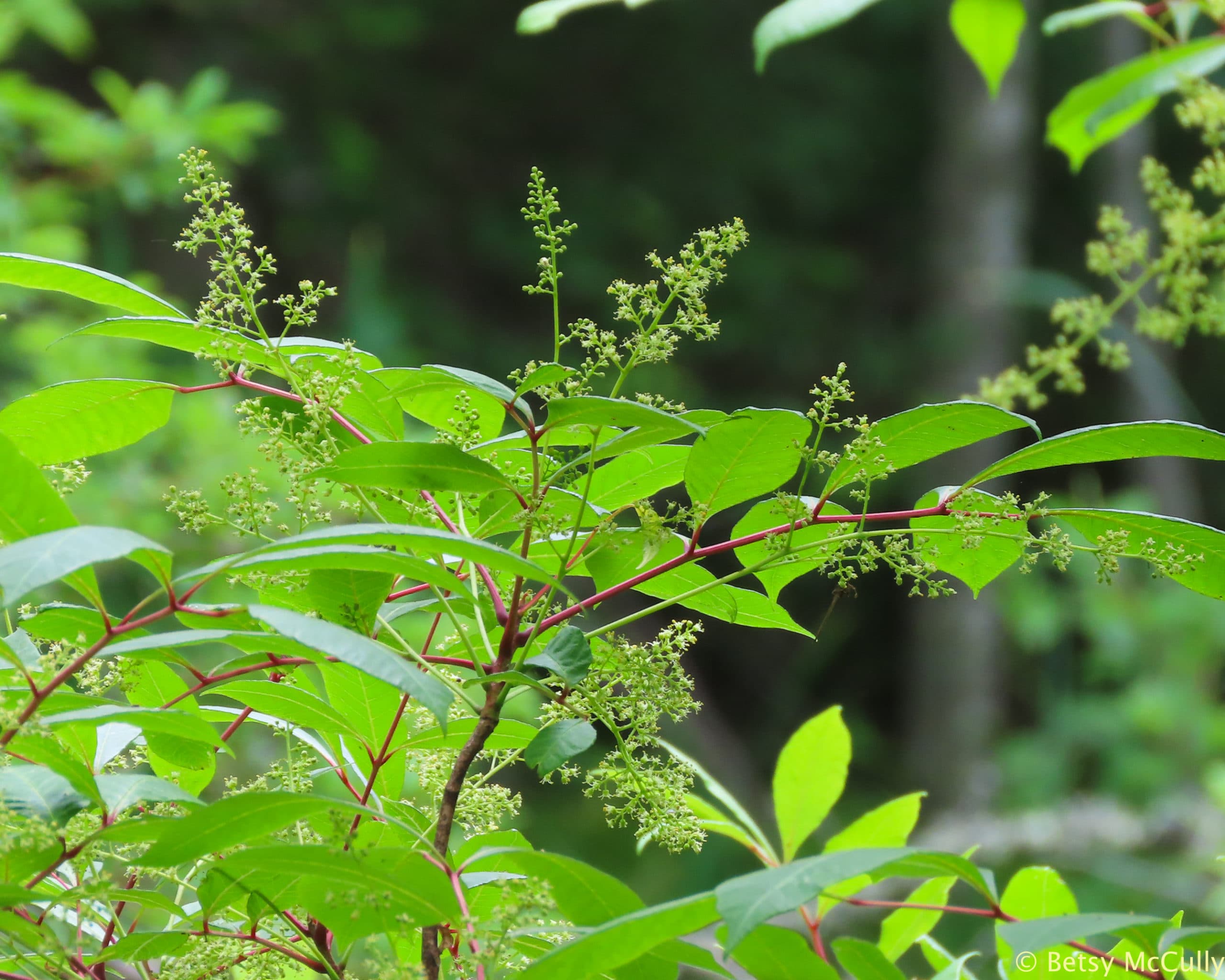 Poisonsumac (Toxicodendron vernix). Anacardiaceae. New York Nature
