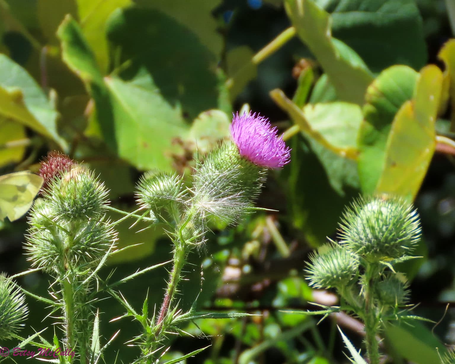 New York Wildflower Gallery New York Nature