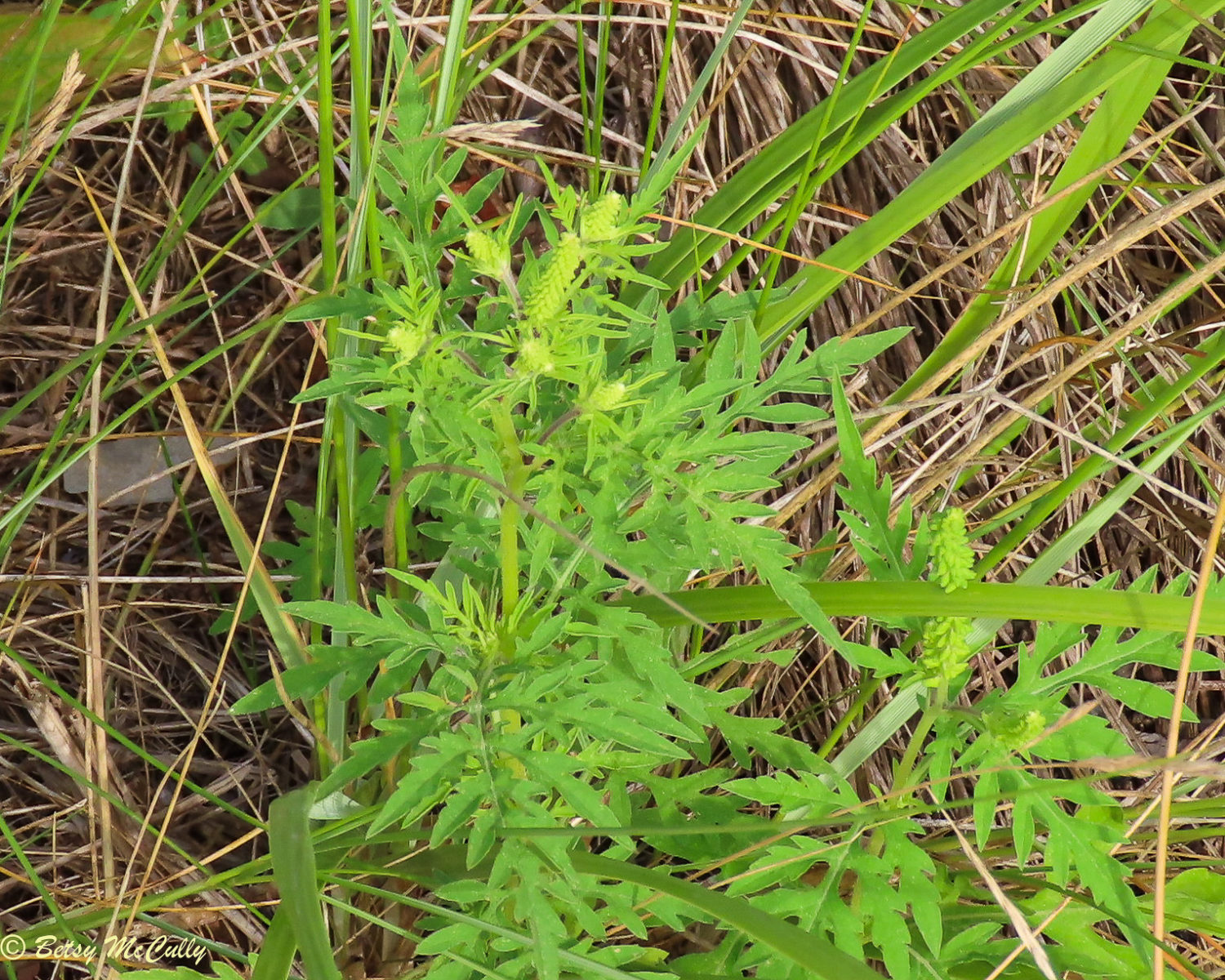 photo of Common Ragweed