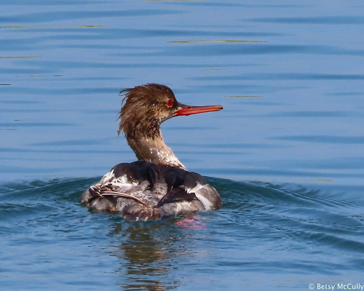 photo of Red-breasted Merganser