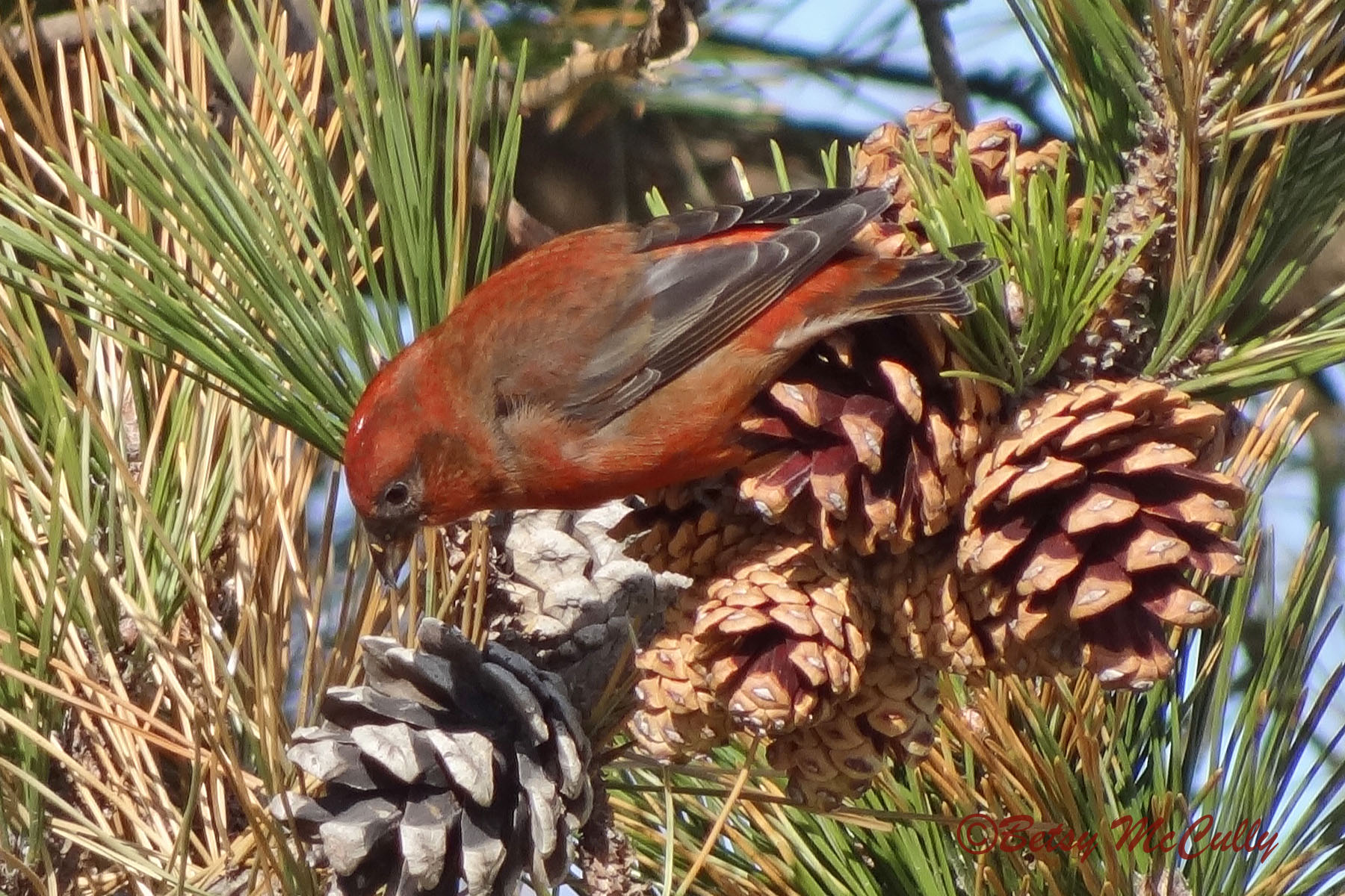 Photo of male Red Crossbill