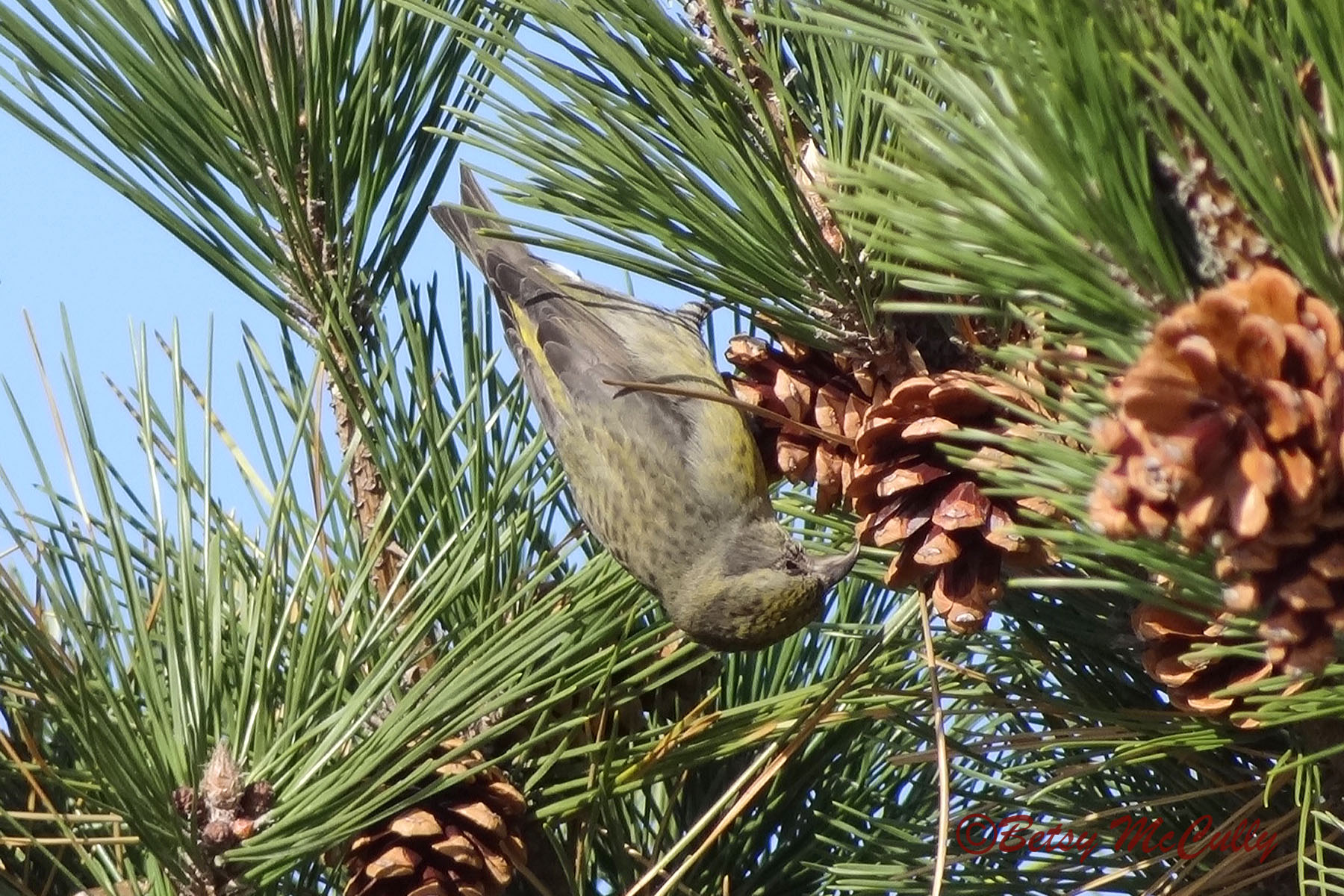 photo of female Red Crossbill