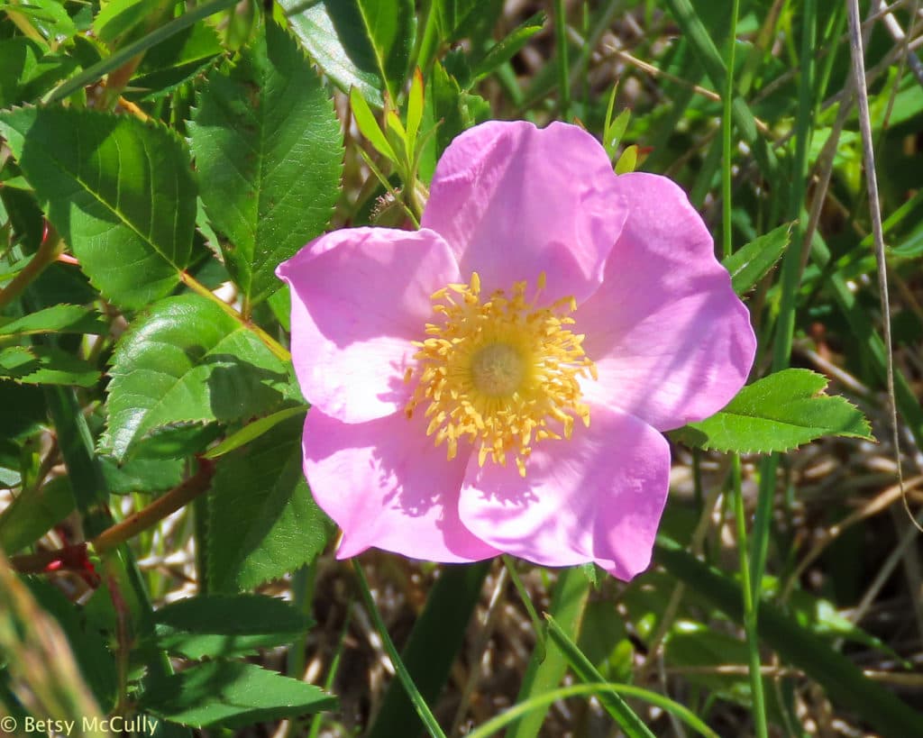 New York Wildflower Gallery New York Nature