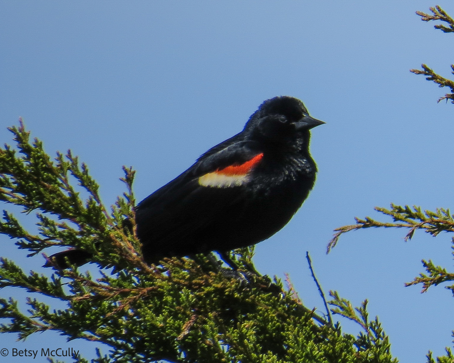 Photo of Red-winged Blackbird