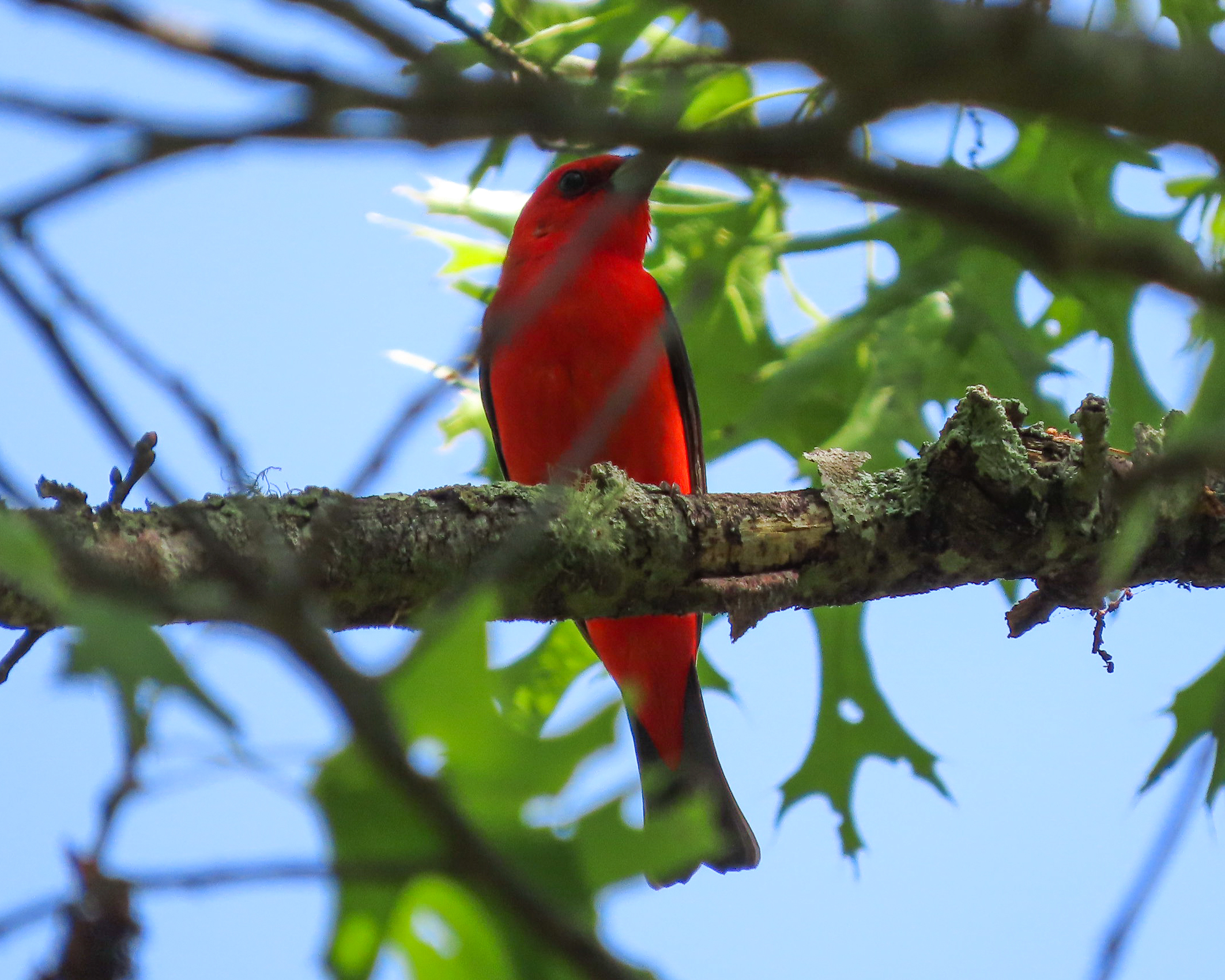 photo of male Scarlet Tanager