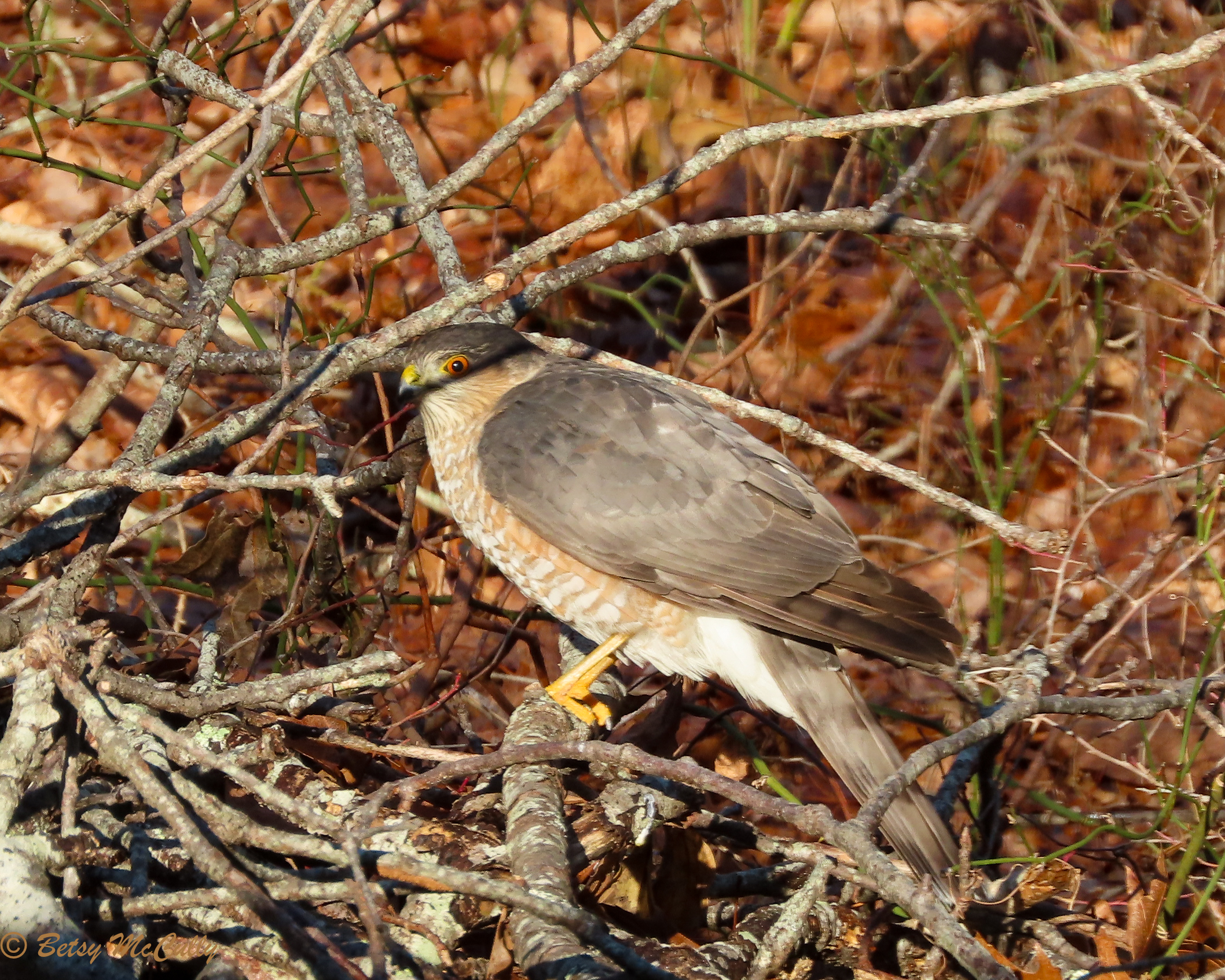Photo of Sharp-shinned Hawk