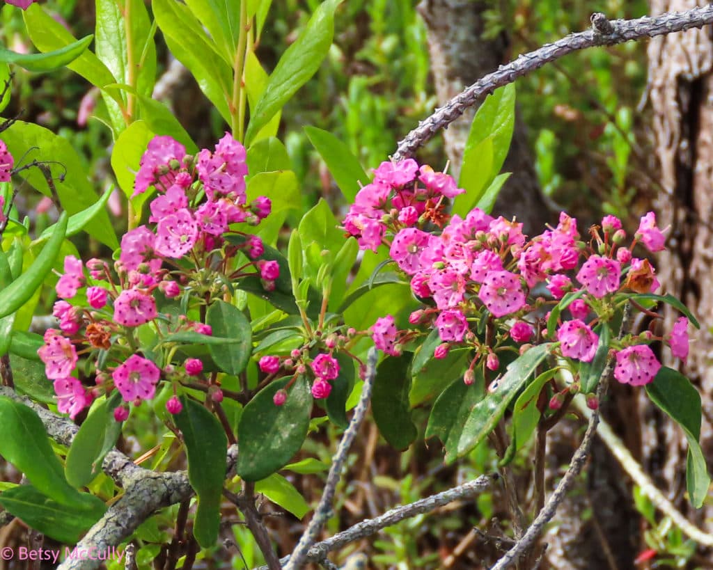 New York Wildflower Gallery New York Nature
