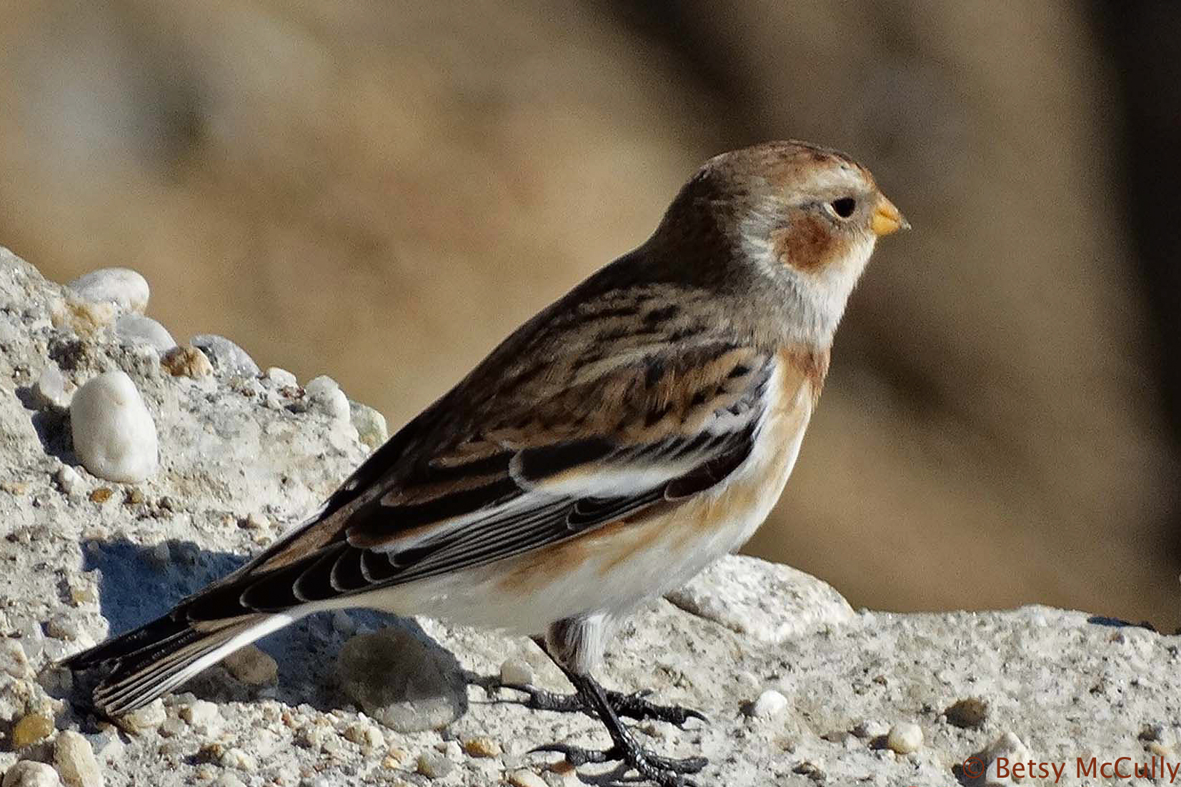 photo of Snow Bunting