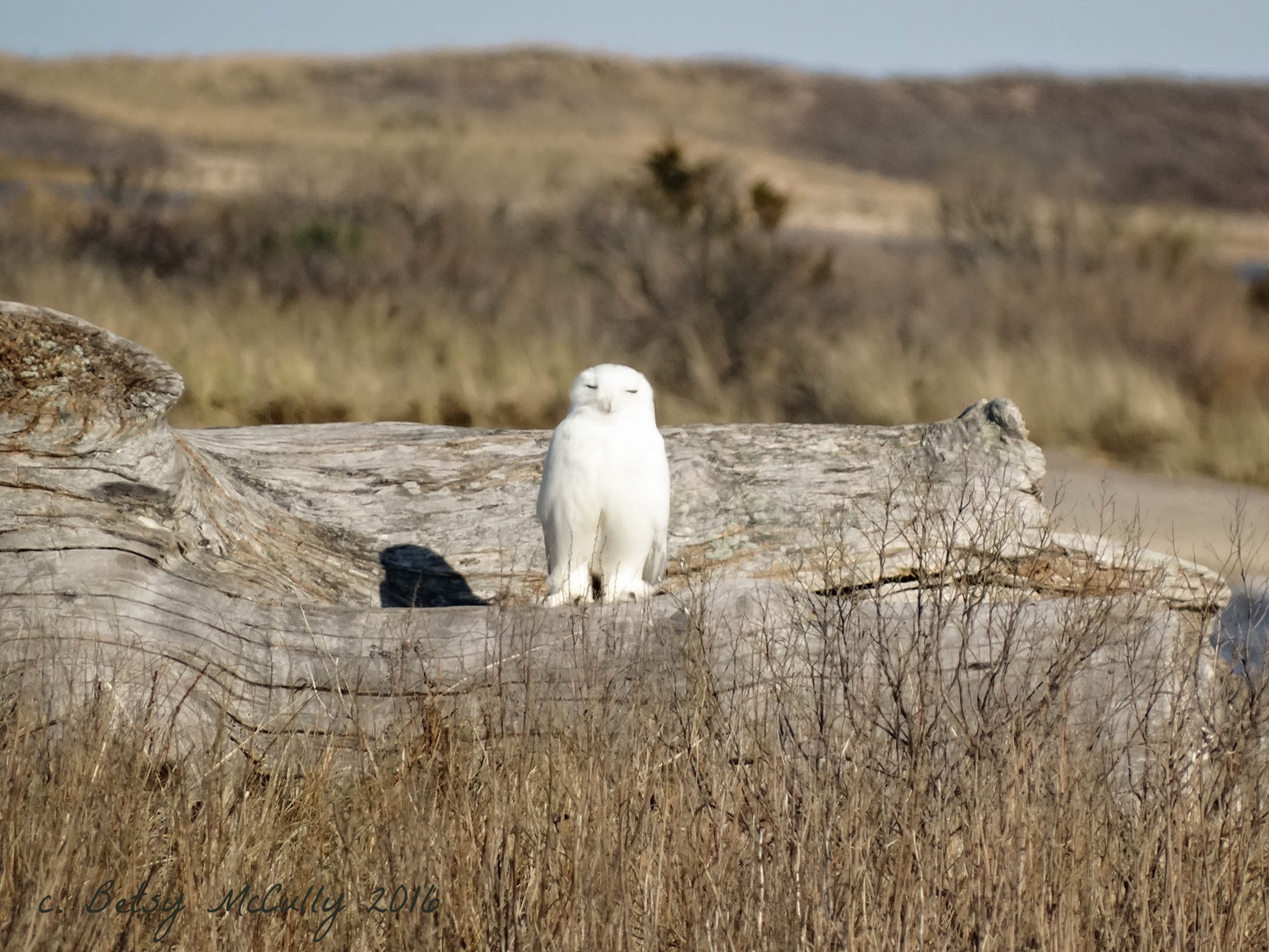 Photo of Snowy Owl