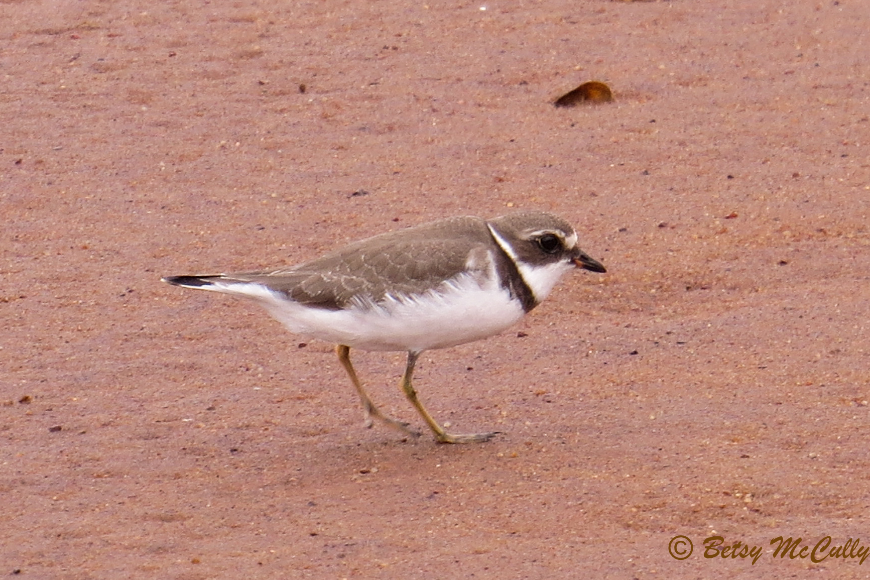 photo of Semipalmated Plover