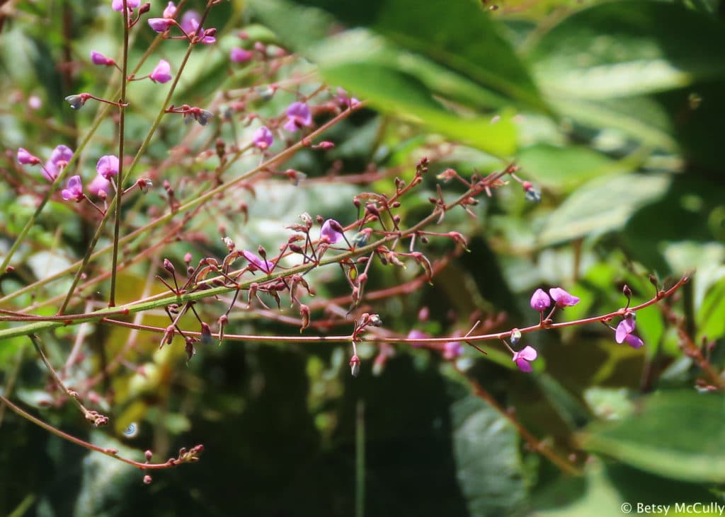 New York Wildflower Gallery New York Nature