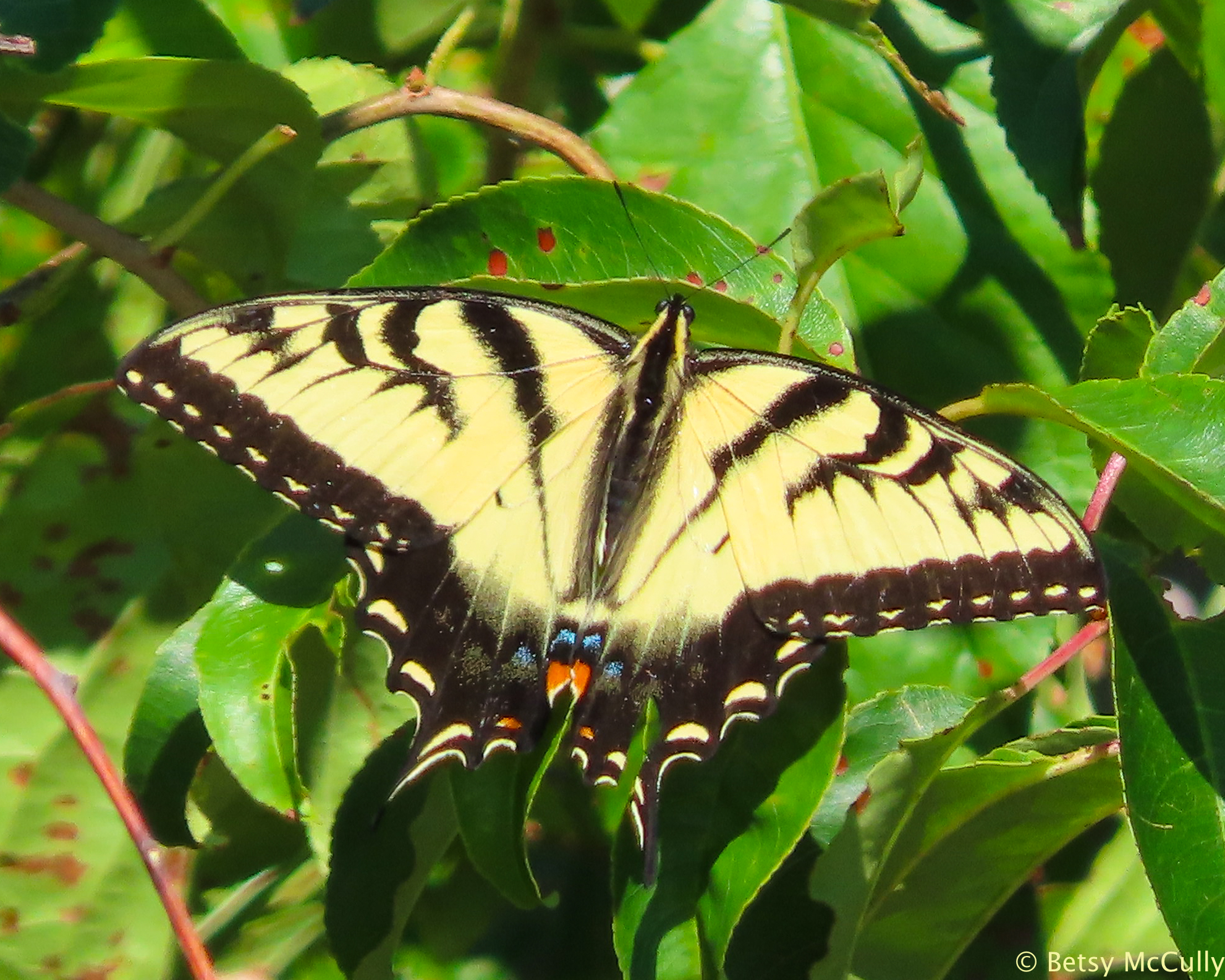 Photo of Tiger Swallowtail