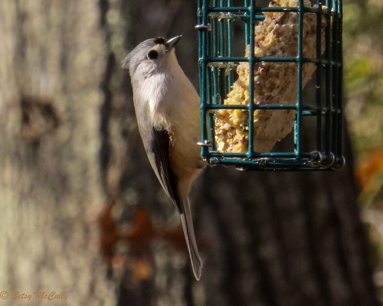 Photo of Tufted Titmouse