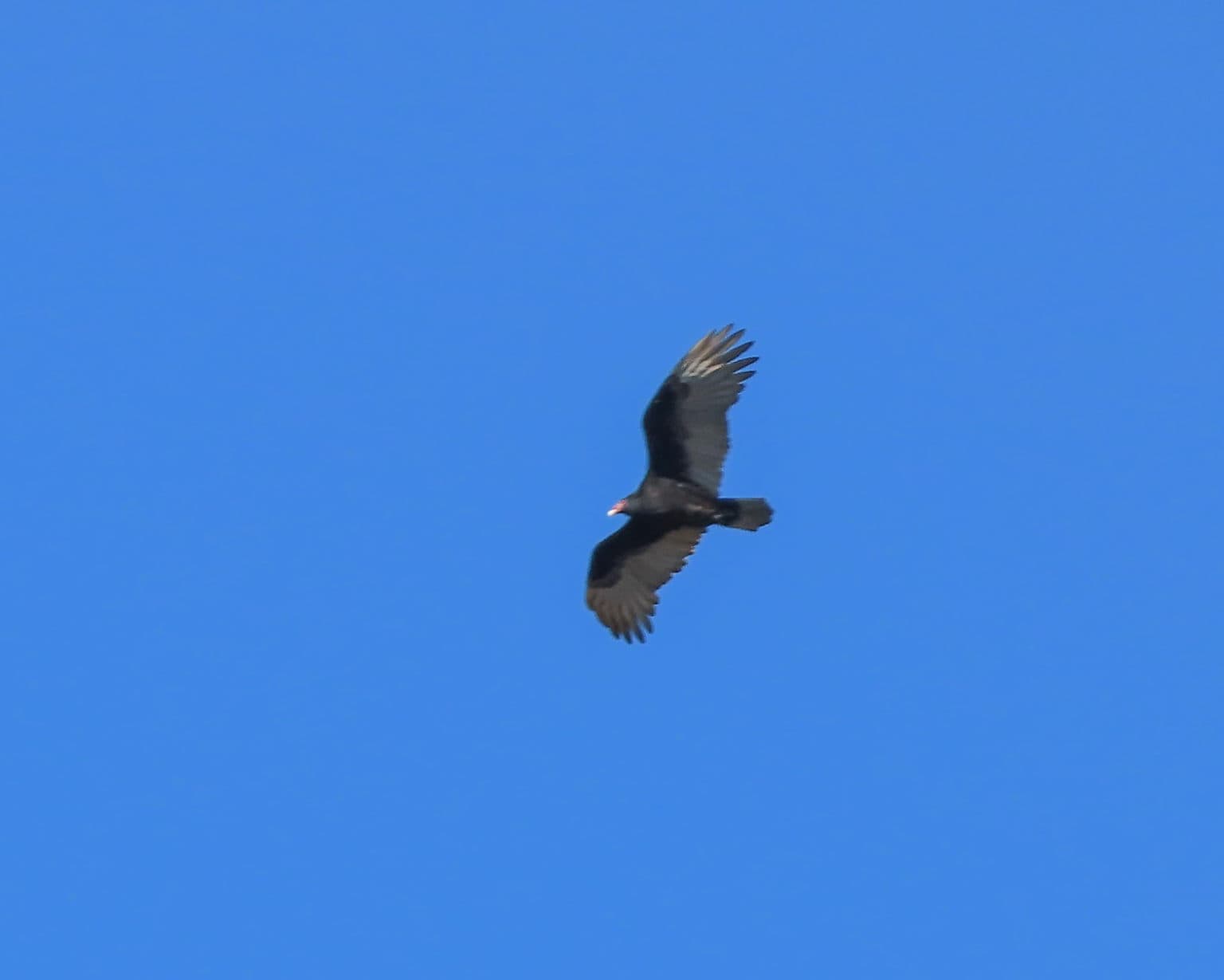 turkey vulture CH New York Nature