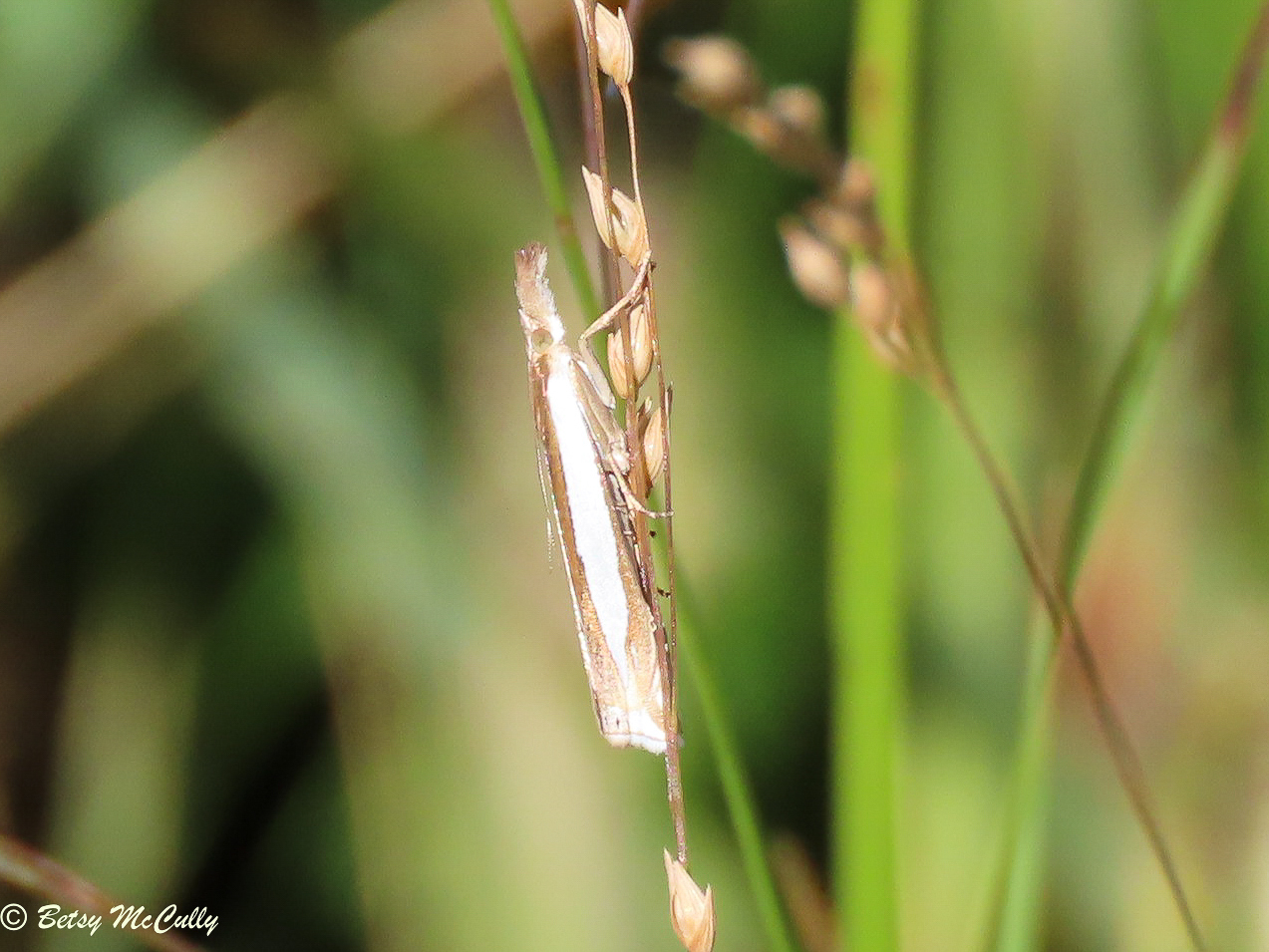 photo of Leach's Grass-veneer moth