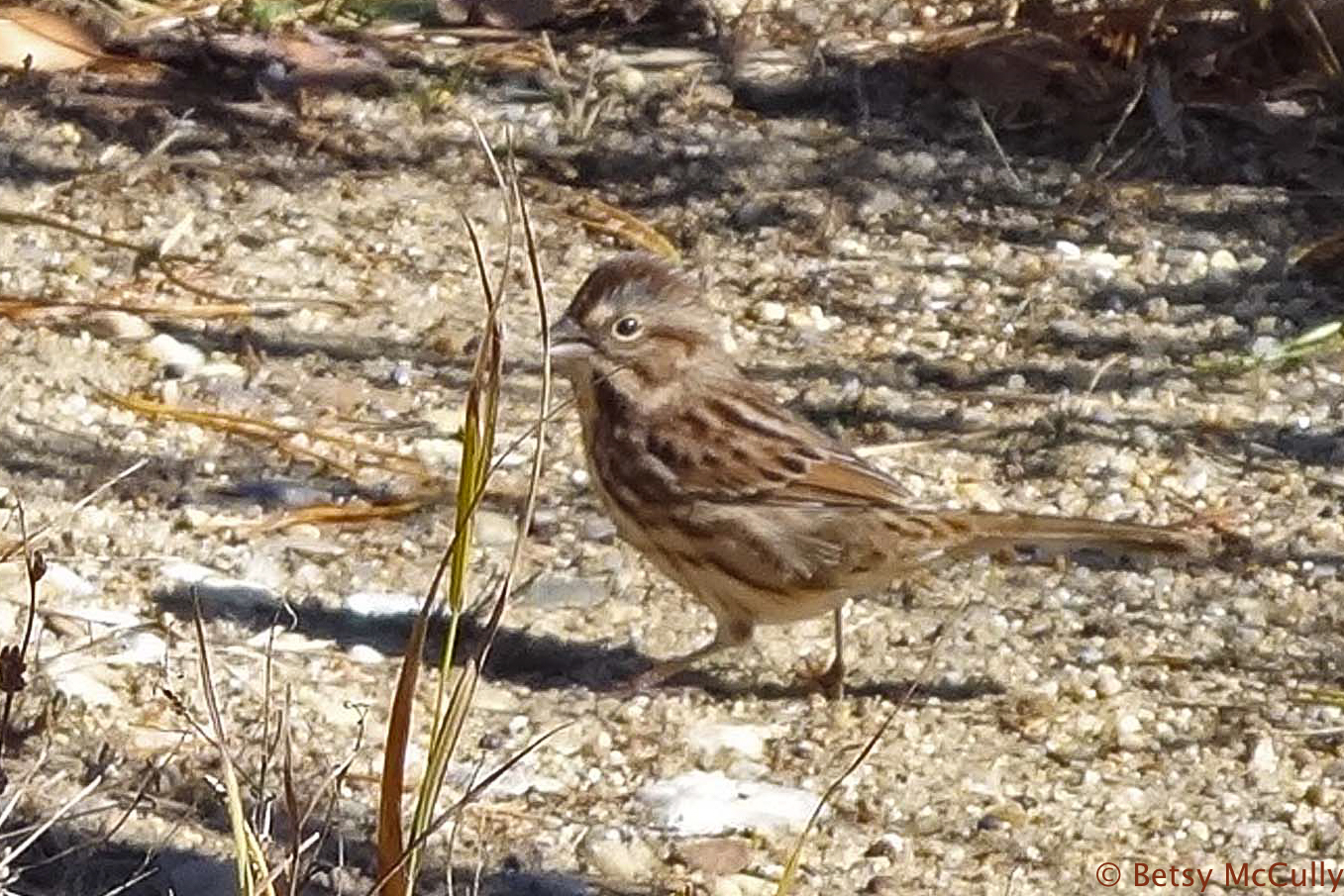 Photo of Vesper Sparrow
