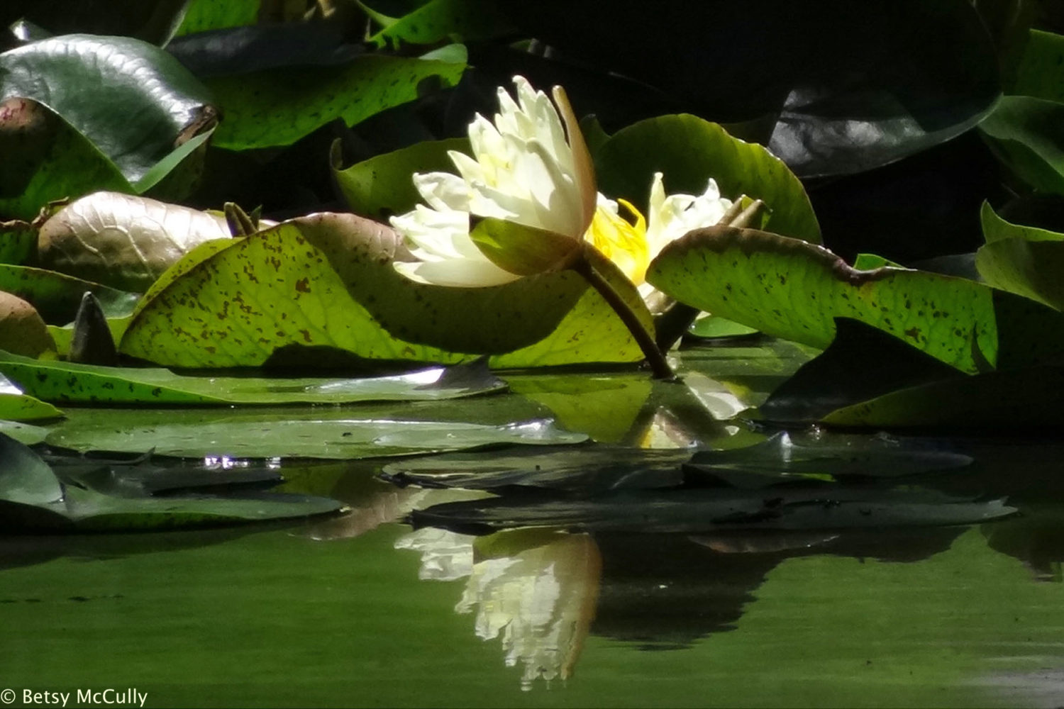 photo of white water-lily