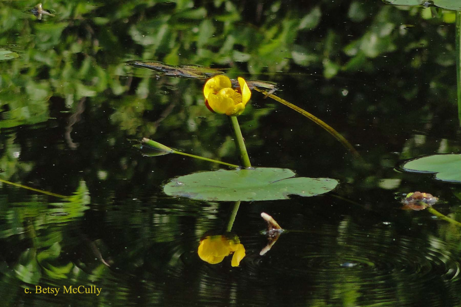 Photo of Yellow Pond-lily