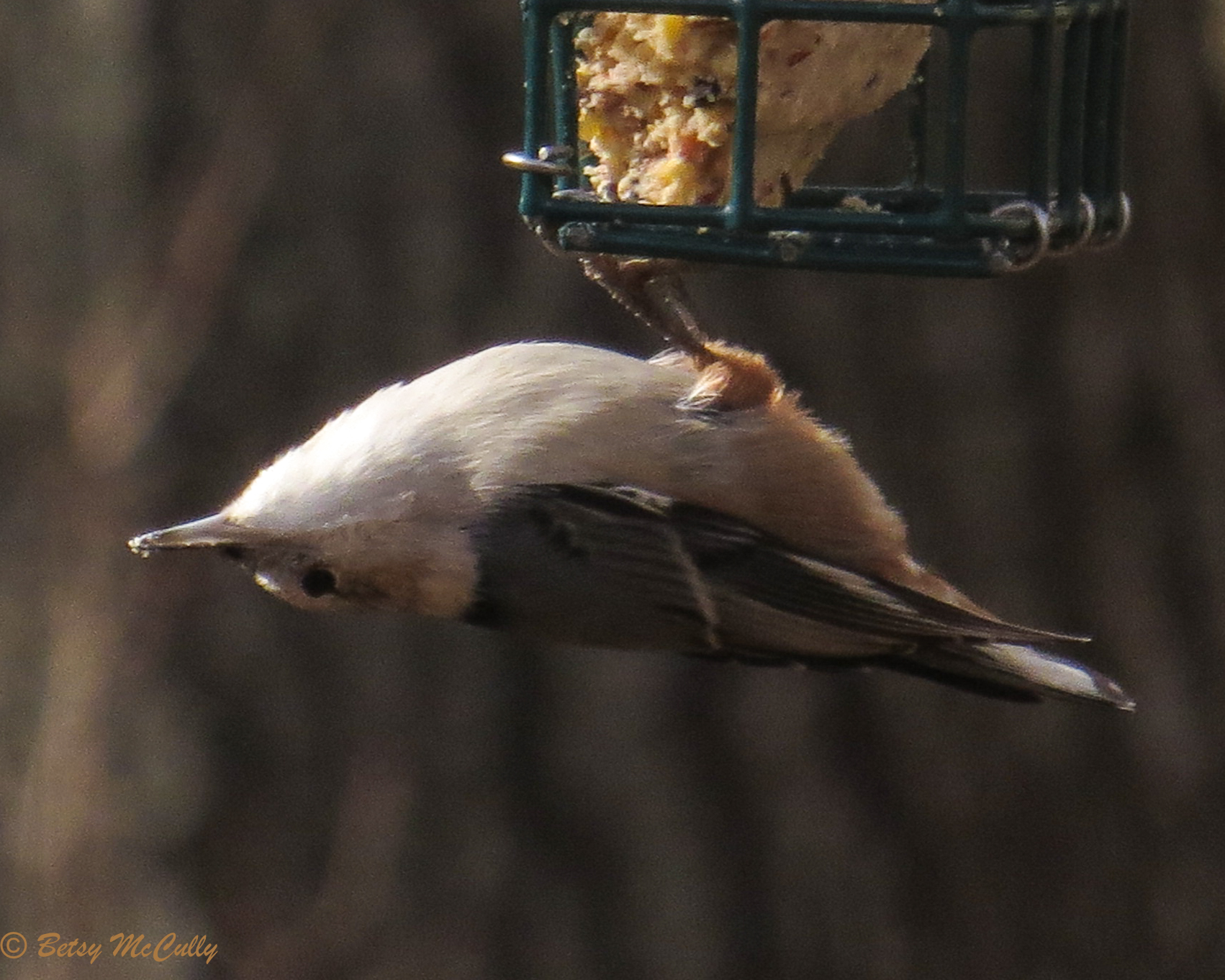 photo of White-breasted Nuthatch
