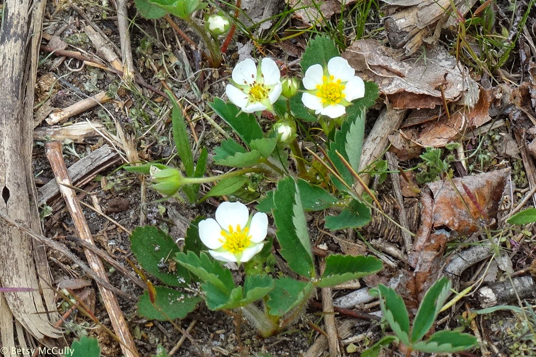 New York Wildflower Gallery New York Nature