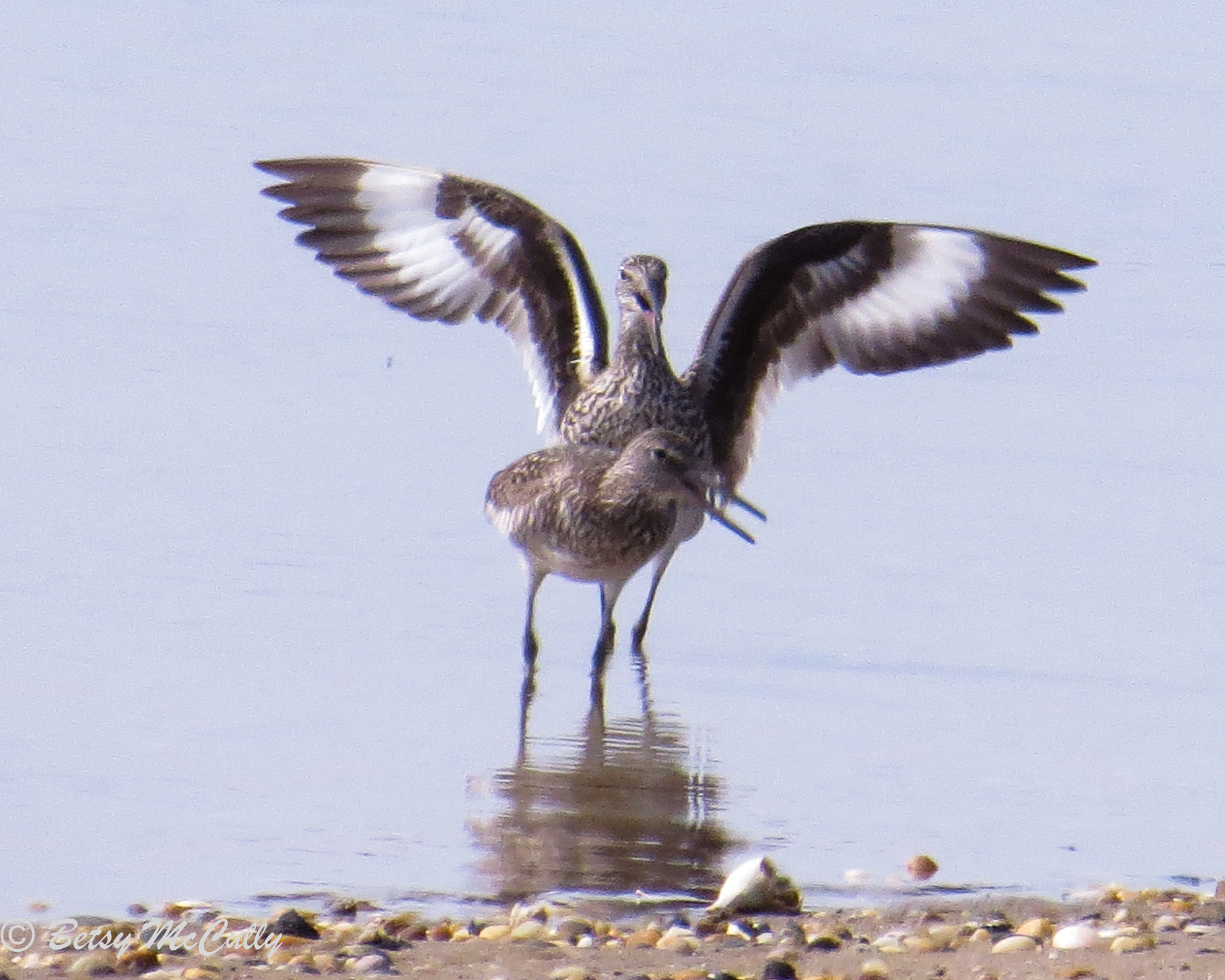 photo of Willets
