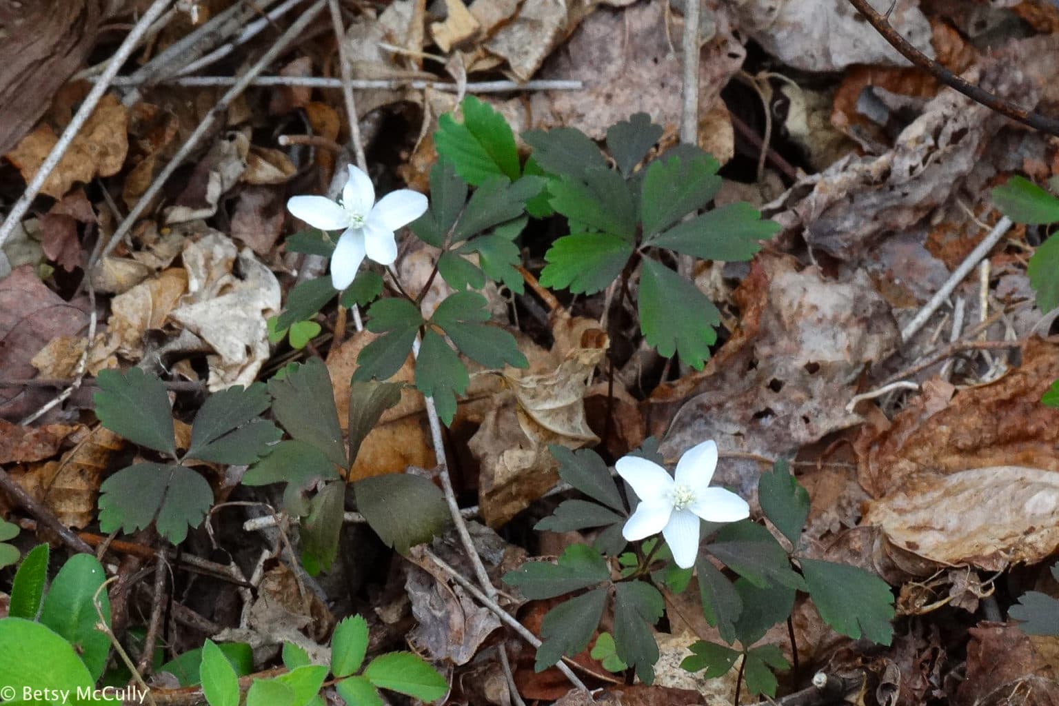 New York Wildflower Gallery New York Nature